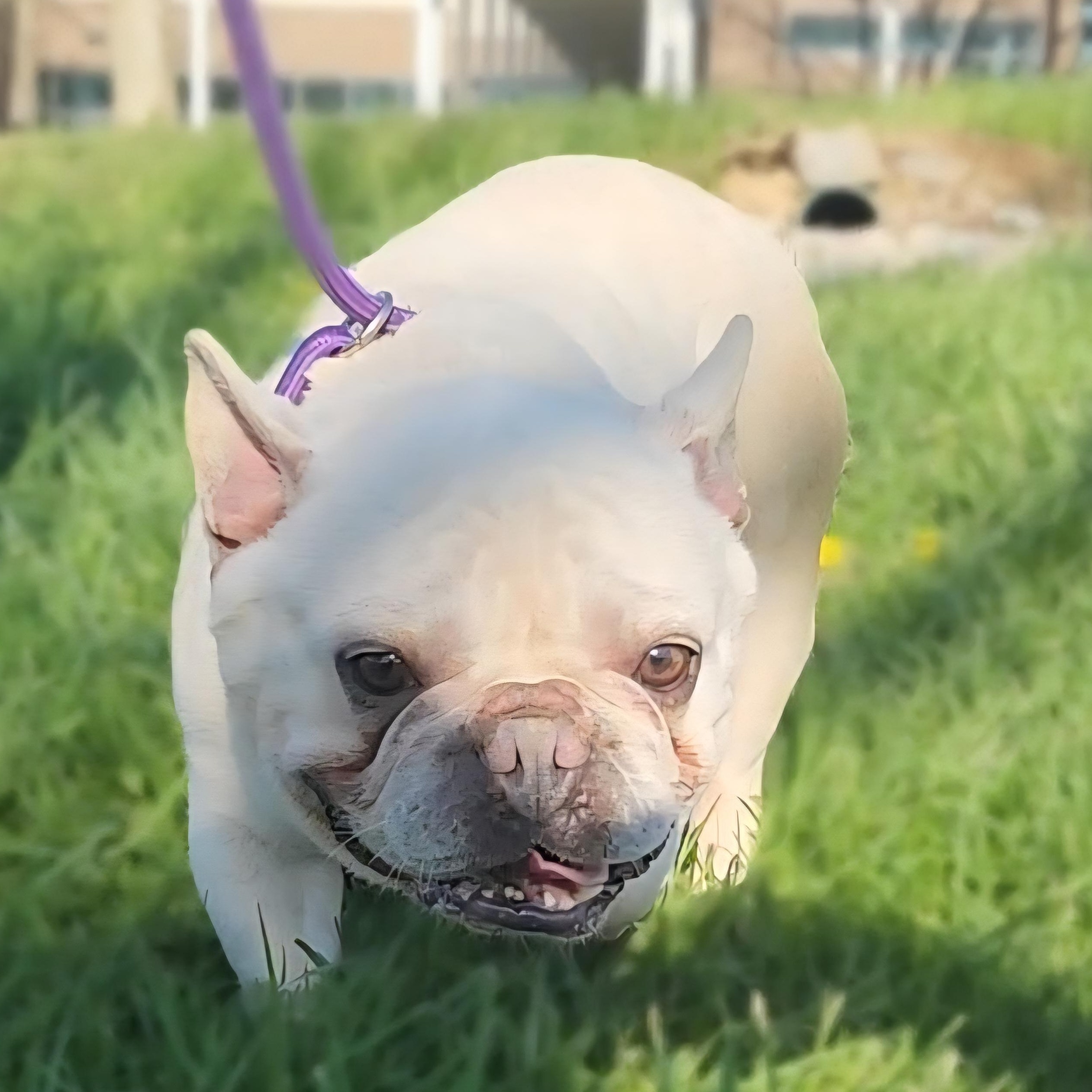 Enlarge CROISSANT ~ VIDEO!, a Adoptable French Bulldog in Ashland, OH image 4/6