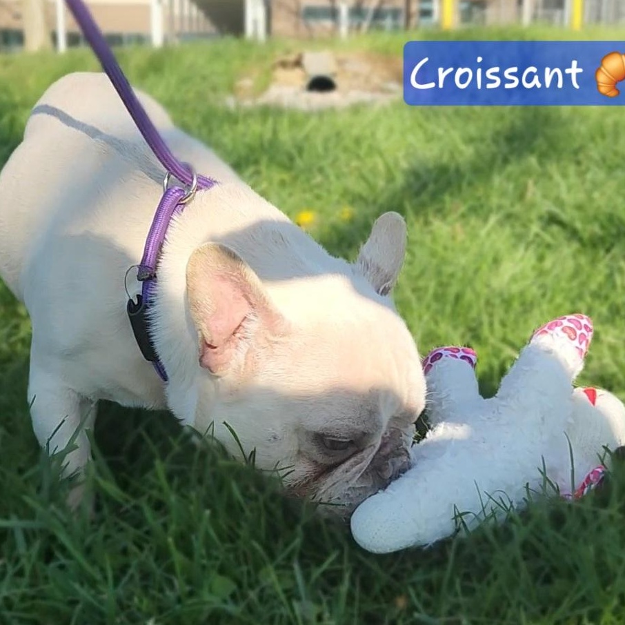Enlarge CROISSANT ~ VIDEO!, a Adoptable French Bulldog in Ashland, OH image 2/6