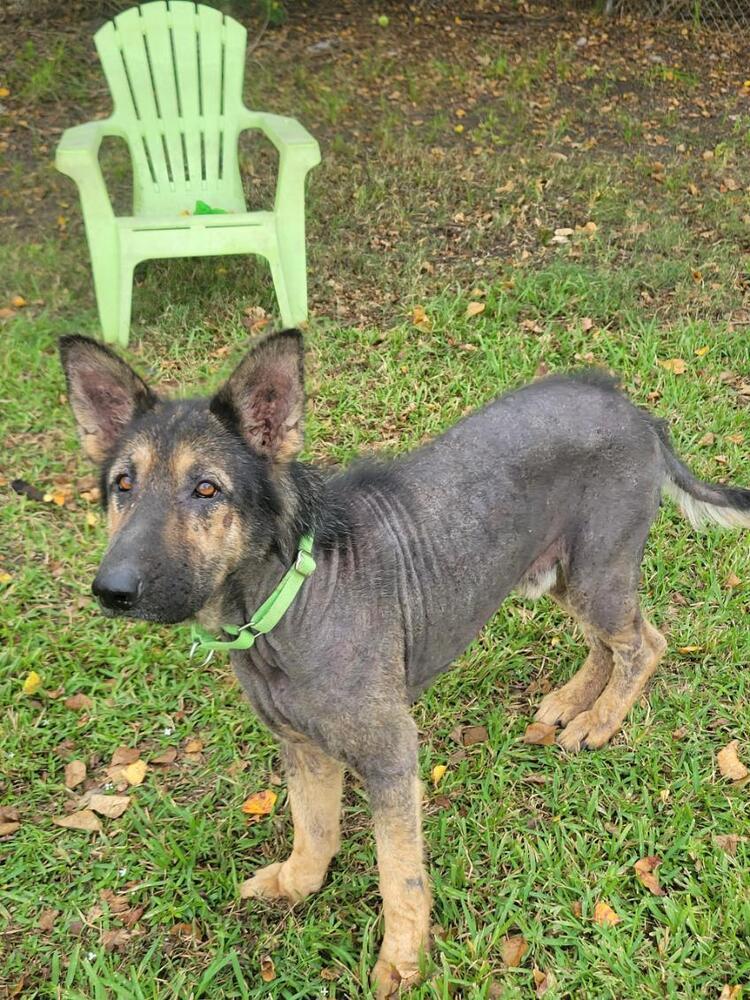Paul Mccartney, a Adoptable German Shepherd Dog in San Leon, TX image 1/6