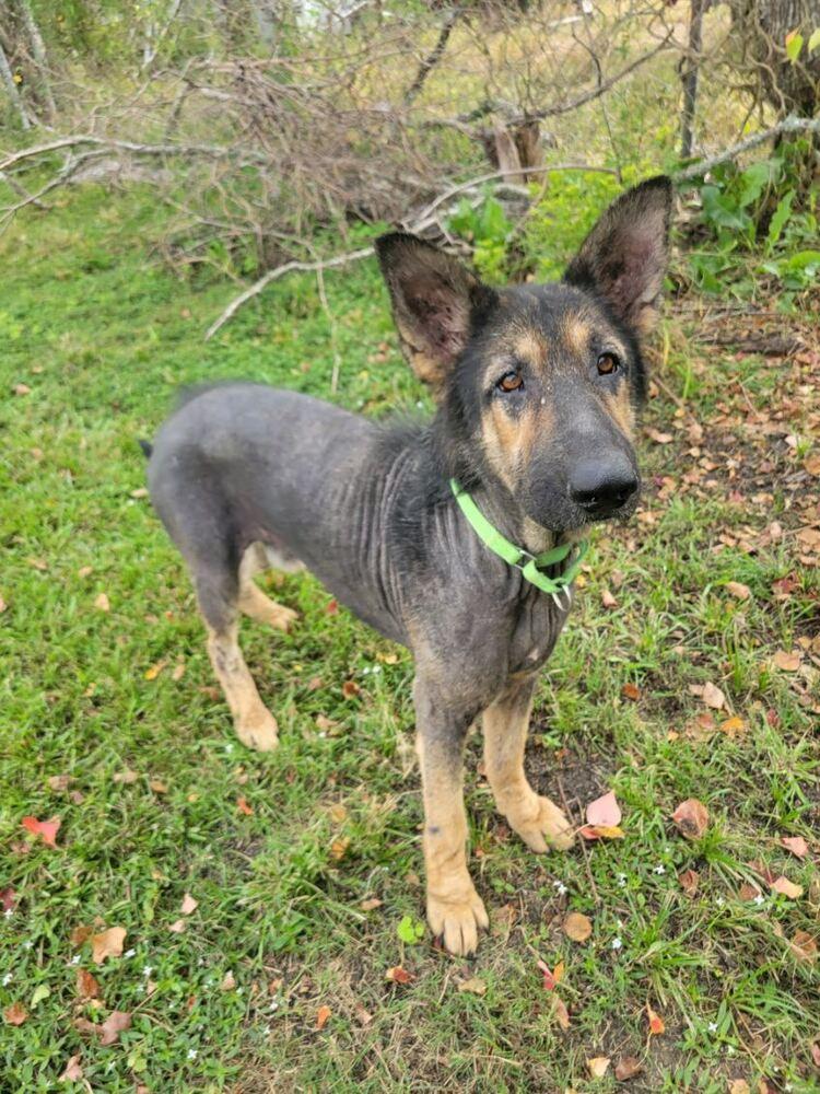 Paul Mccartney, a Adoptable German Shepherd Dog in San Leon, TX image 2/6