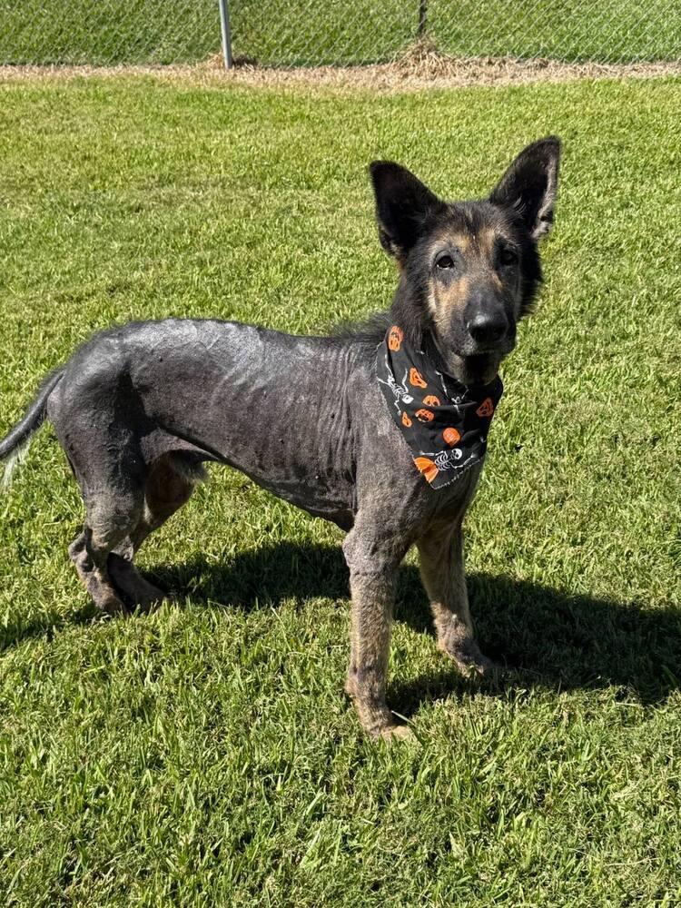 Paul Mccartney, a Adoptable German Shepherd Dog in San Leon, TX image 3/6