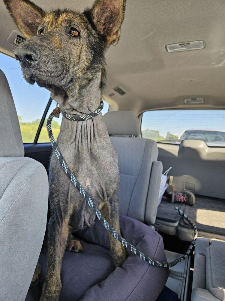 Paul Mccartney, a Adoptable German Shepherd Dog in San Leon, TX image 5/6