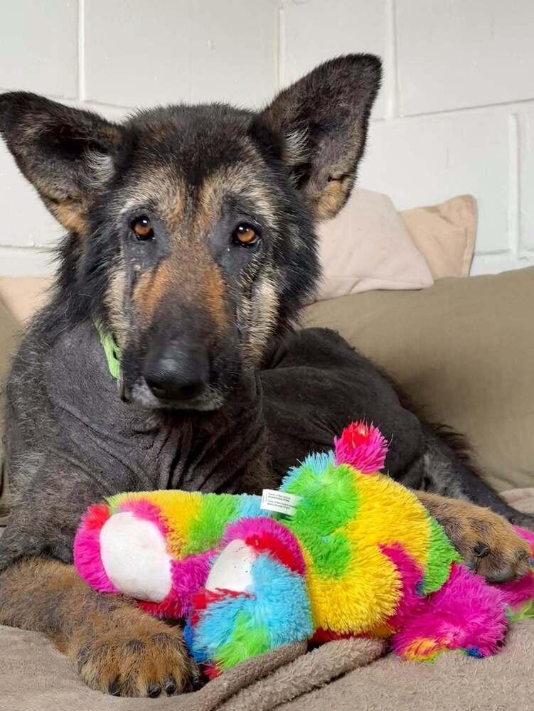 Paul Mccartney, a Adoptable German Shepherd Dog in San Leon, TX image 5/6