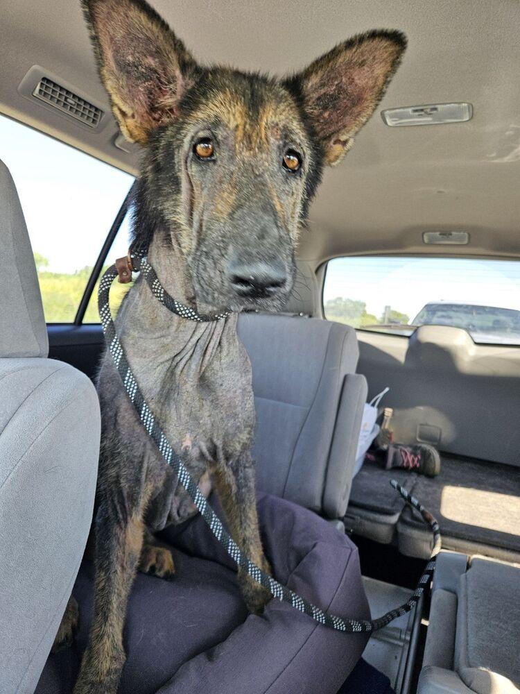 Paul Mccartney, a Adoptable German Shepherd Dog in San Leon, TX image 6/6
