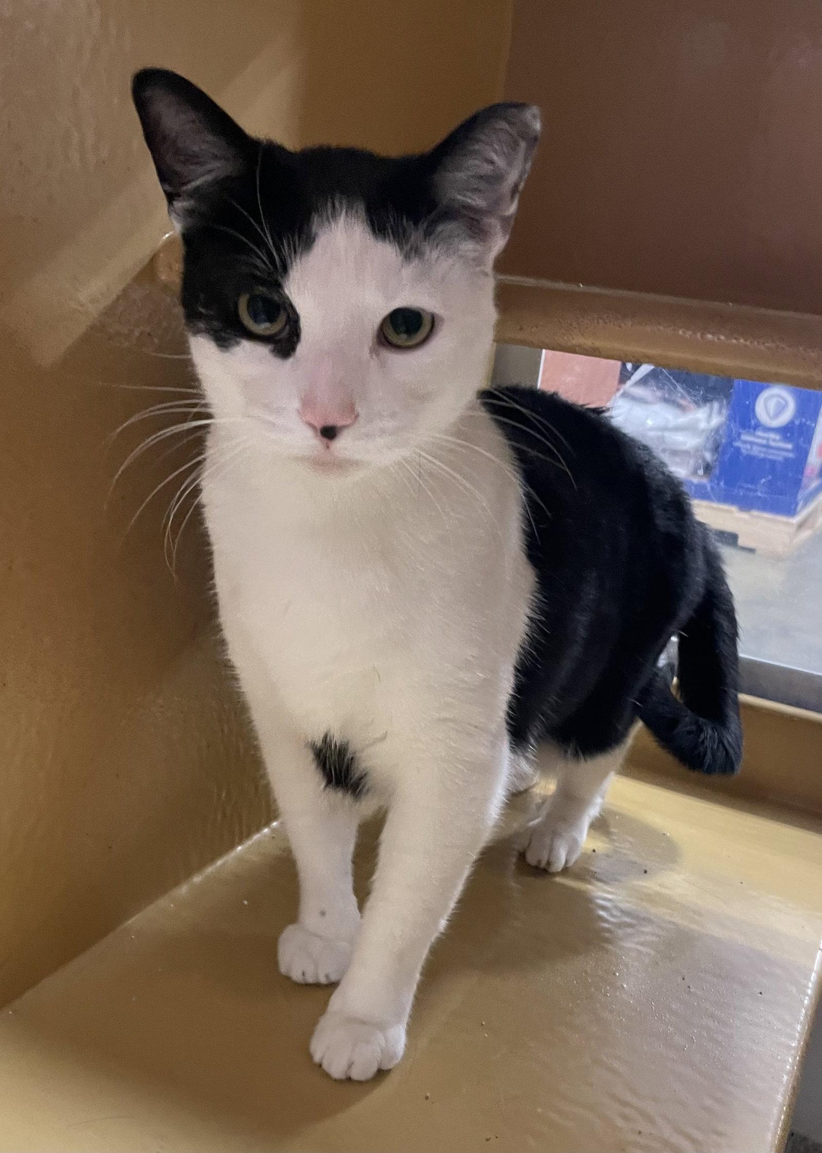 Enlarge Punkin, a Adoptable Domestic Short Hair in Oxford, MS image 1/1