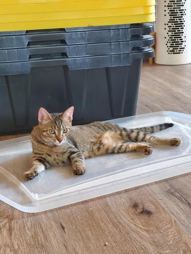 Enlarge Banana, a Adoptable Domestic Short Hair in COLORADO SPRINGS, CO image 2/5