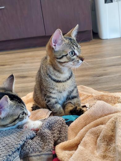 Enlarge Banana, a Adoptable Domestic Short Hair in COLORADO SPRINGS, CO image 5/5