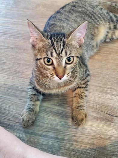 Enlarge Banana, a Adoptable Domestic Short Hair in COLORADO SPRINGS, CO image 1/5