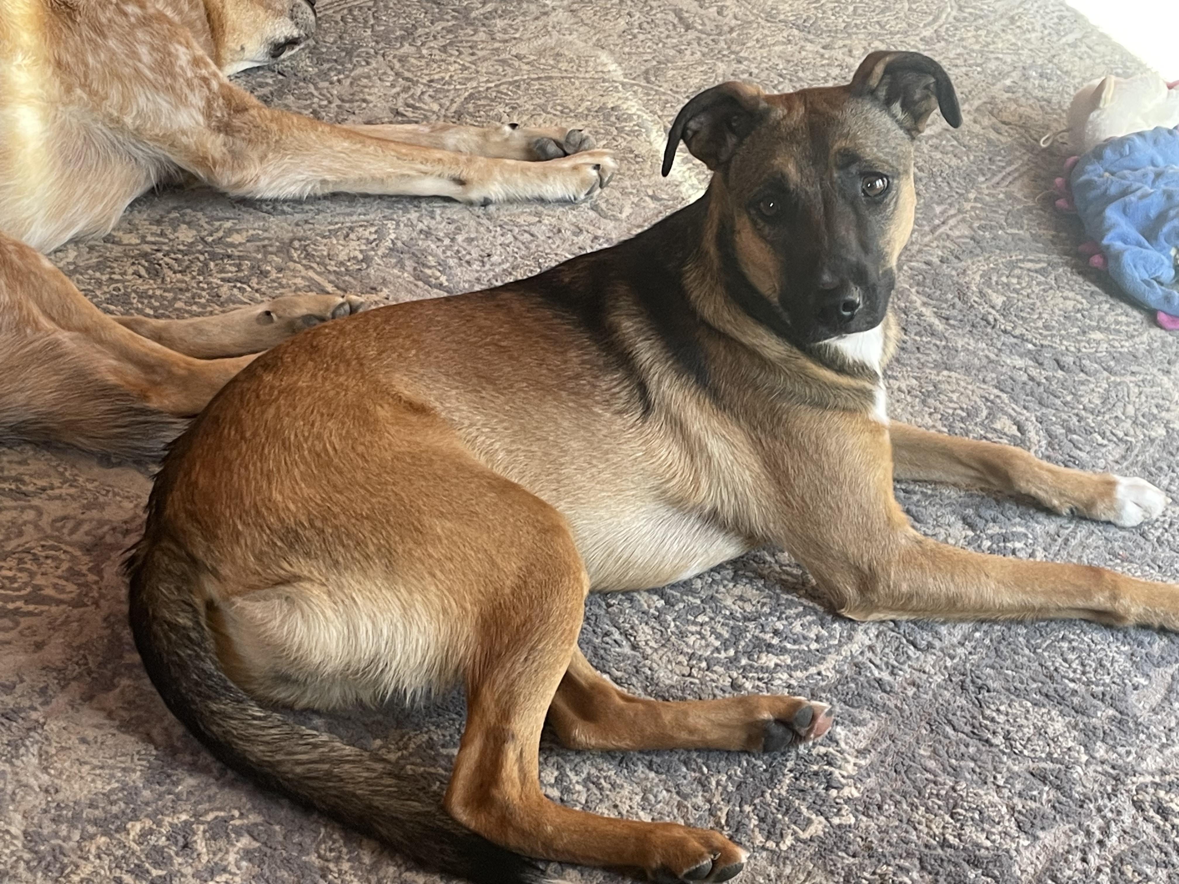 Denim, a Adoptable mixed breed in Tracy City , TN image 1/5