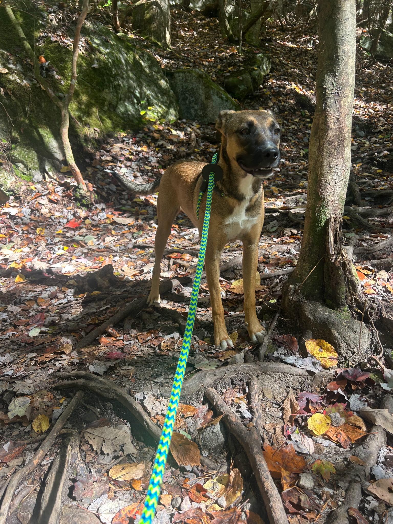 Denim, Adoptable, Young Female Shepherd & Cattle Dog.