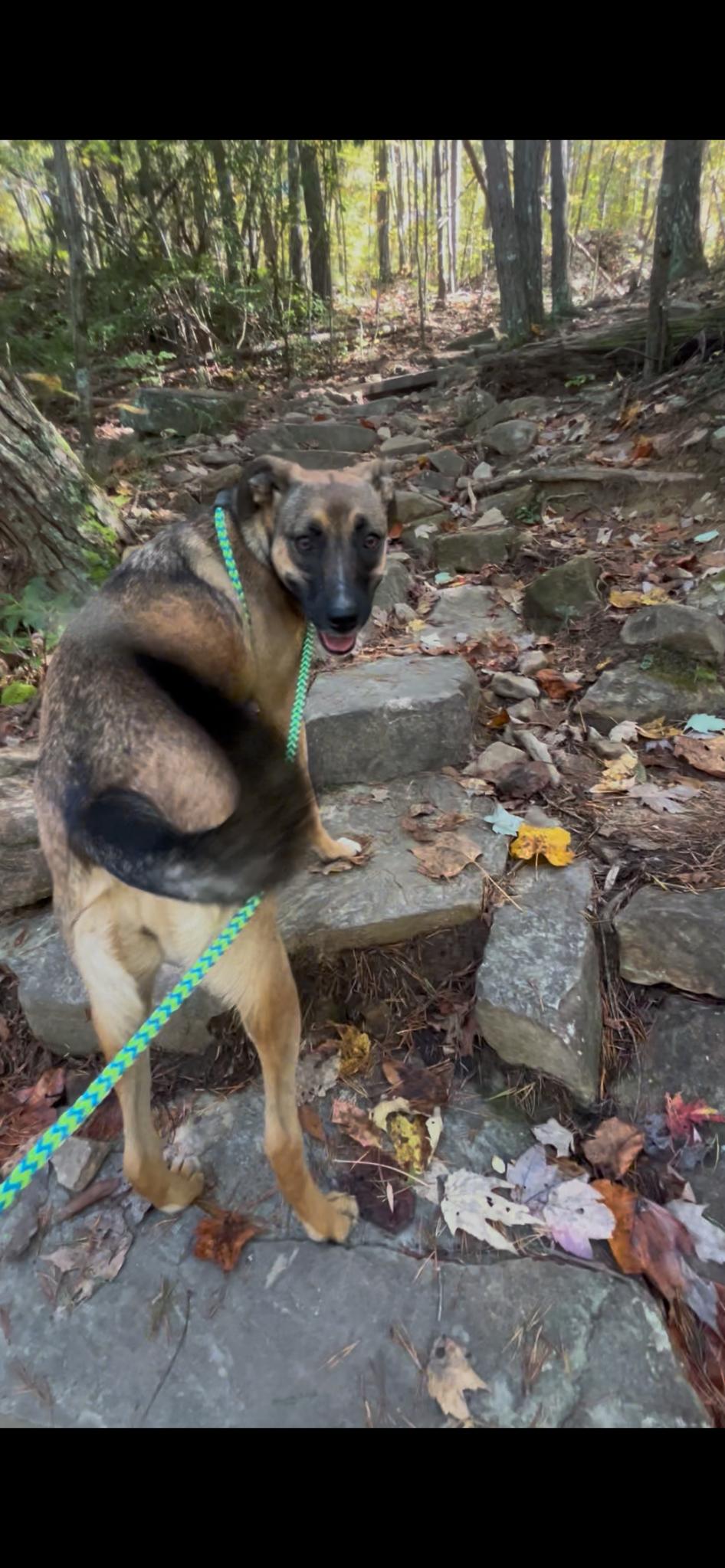 Enlarge Denim, a Adoptable mixed breed in Tracy City , TN image 2/4