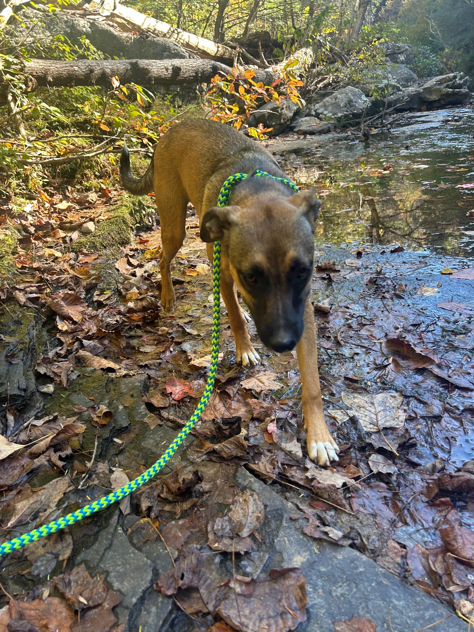 Enlarge Denim, a Adoptable mixed breed in Tracy City , TN image 3/4