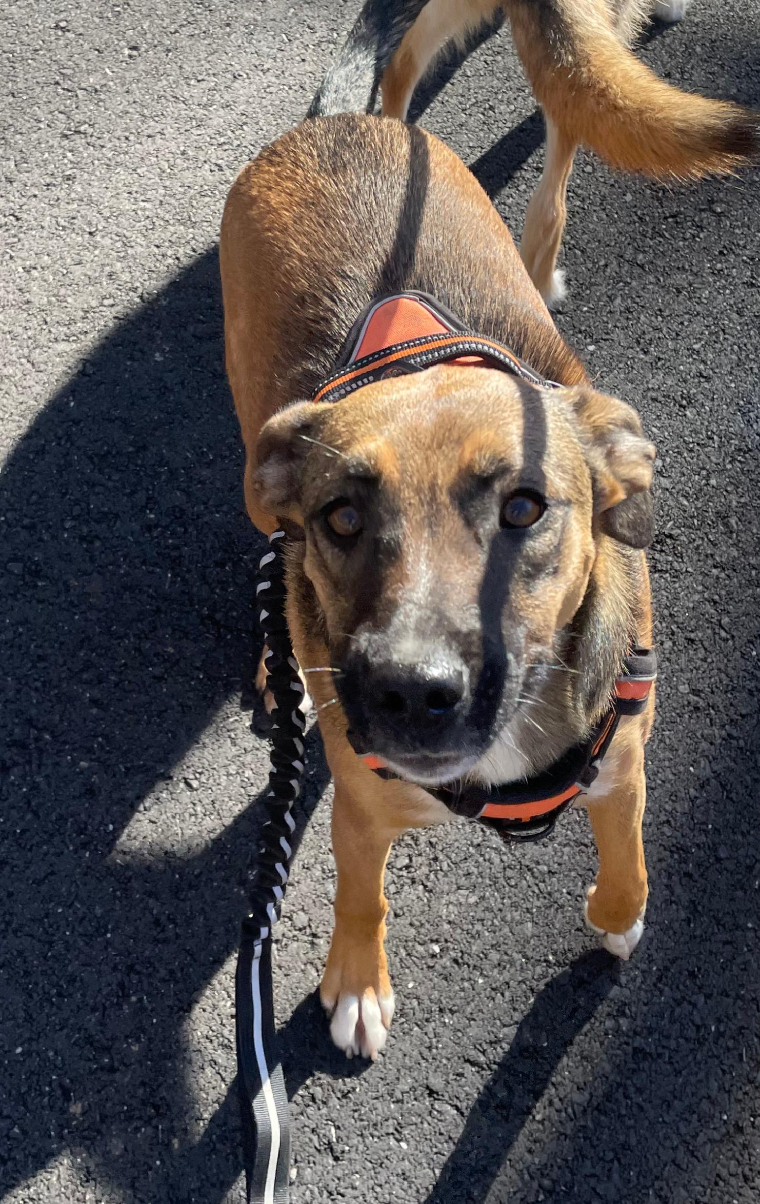 Enlarge Denim, a Adoptable mixed breed in Tracy City , TN image 3/4