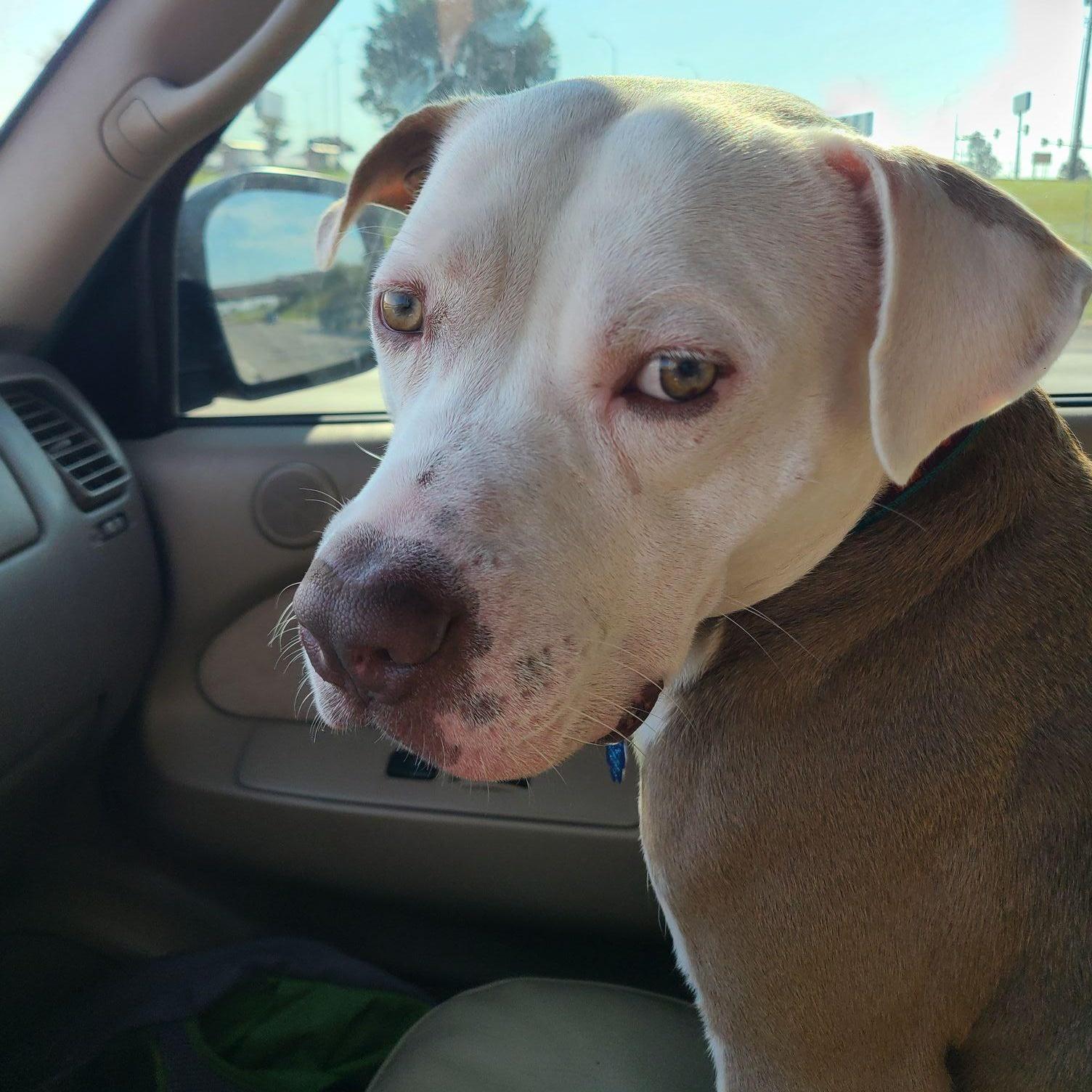 Hank, Adoptable, Young Male American Staffordshire Terrier.