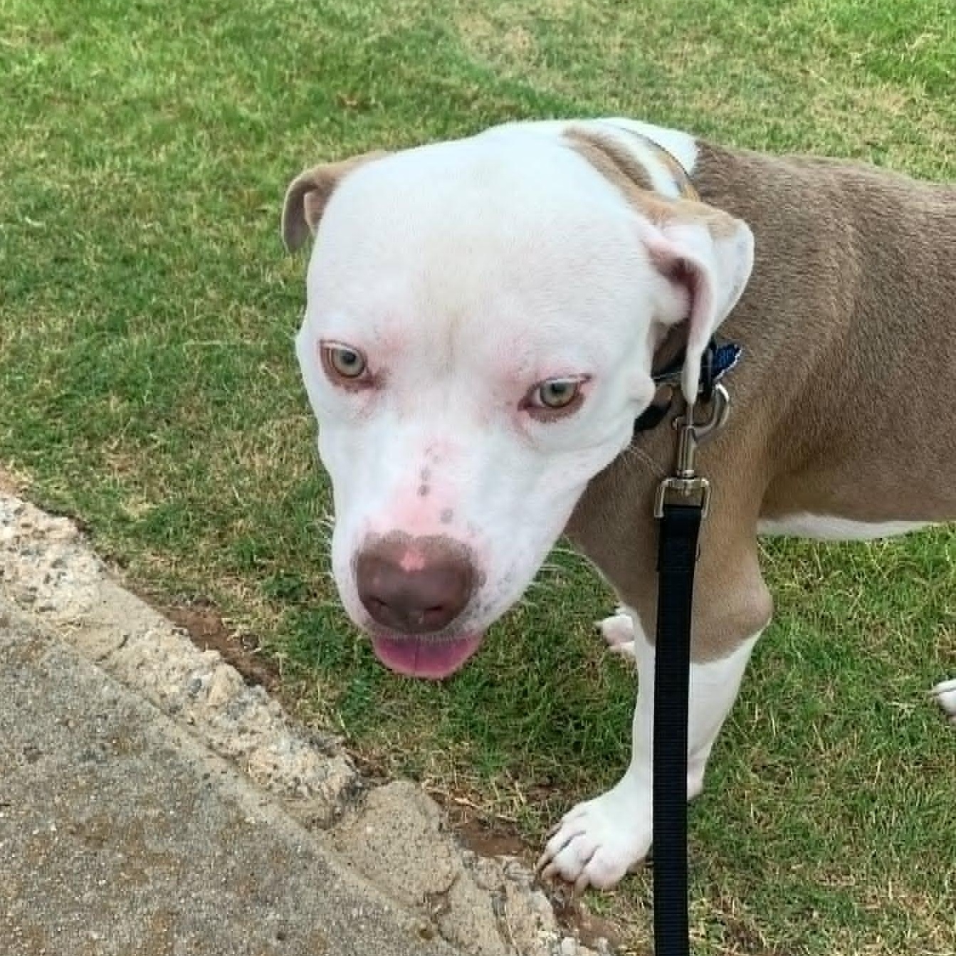 Enlarge Hank, a Adoptable mixed breed in Yukon, OK image 5/5