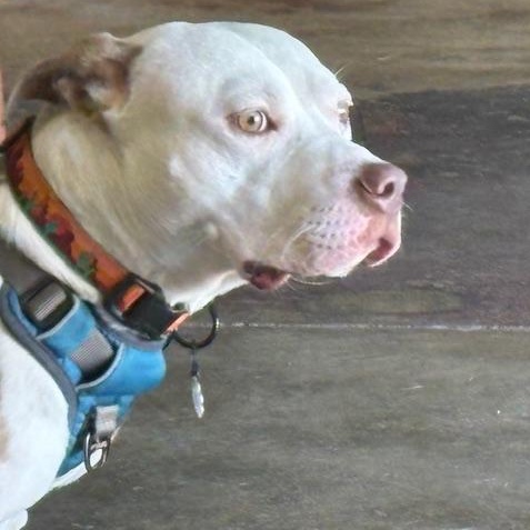 Enlarge Hank, a Adoptable mixed breed in Yukon, OK image 4/5