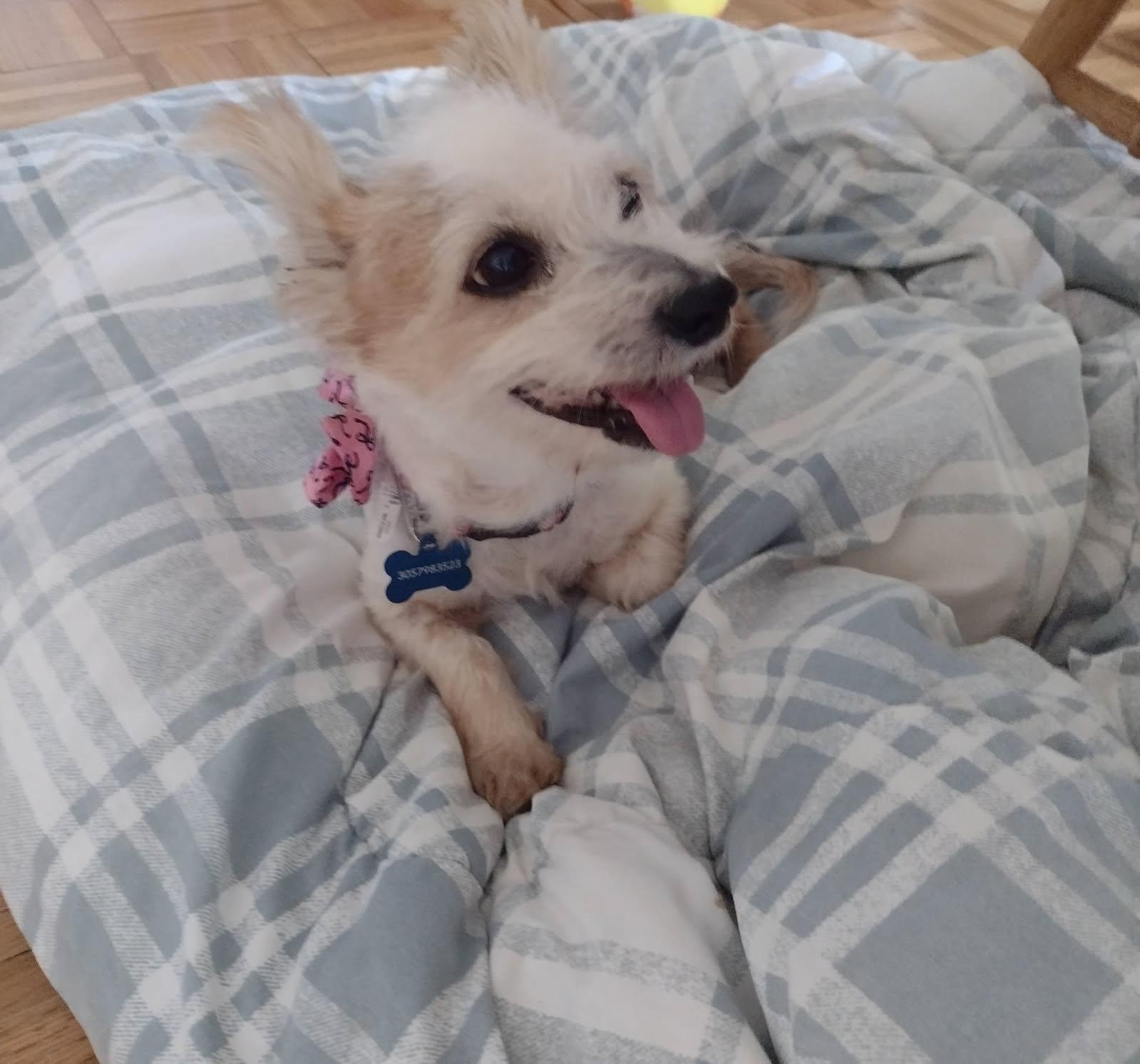 Enlarge Oakley, an adoptable mixed breed in Huntington Beach, CA image 1/3