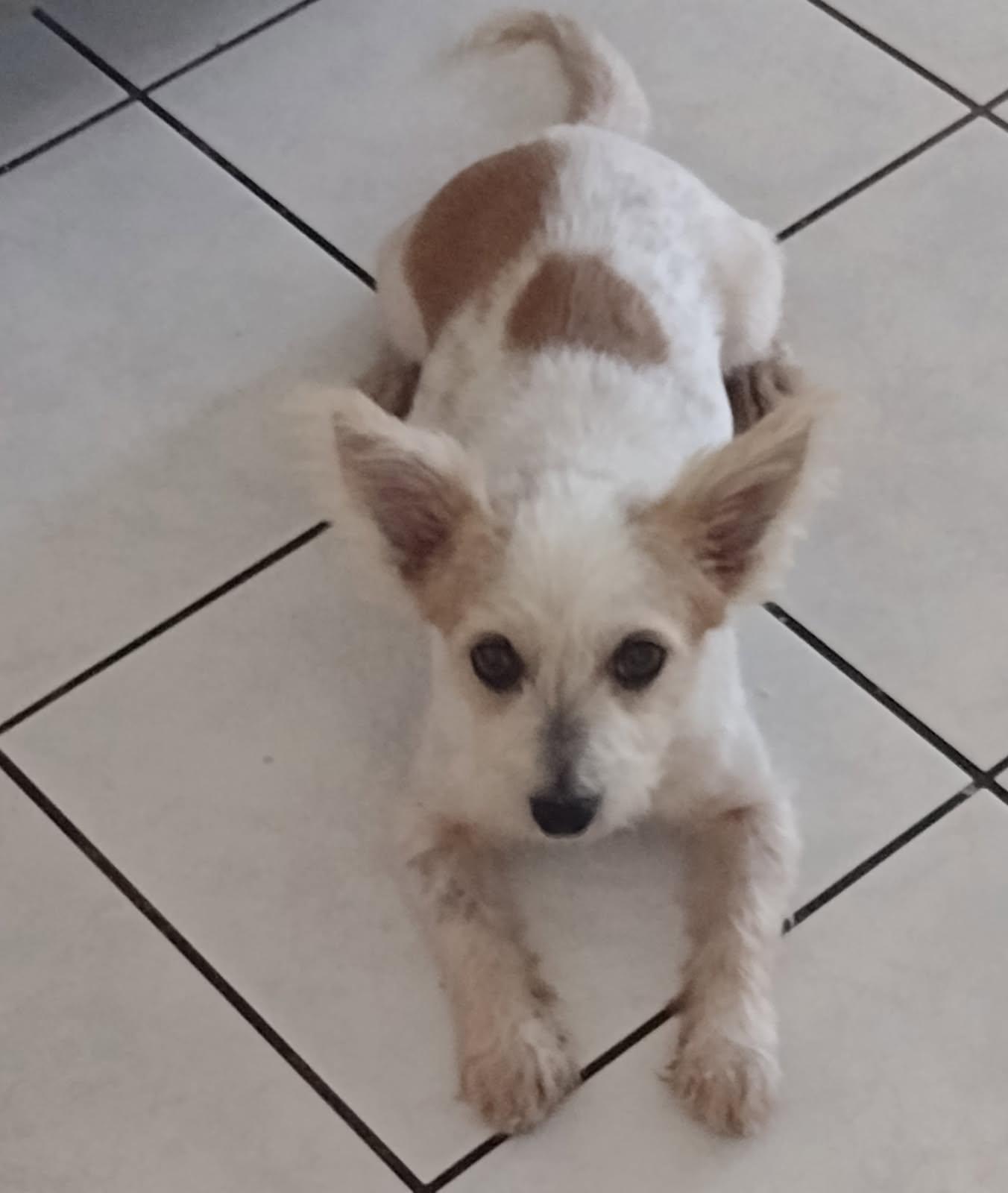 Enlarge Oakley, an adoptable mixed breed in Huntington Beach, CA image 2/3