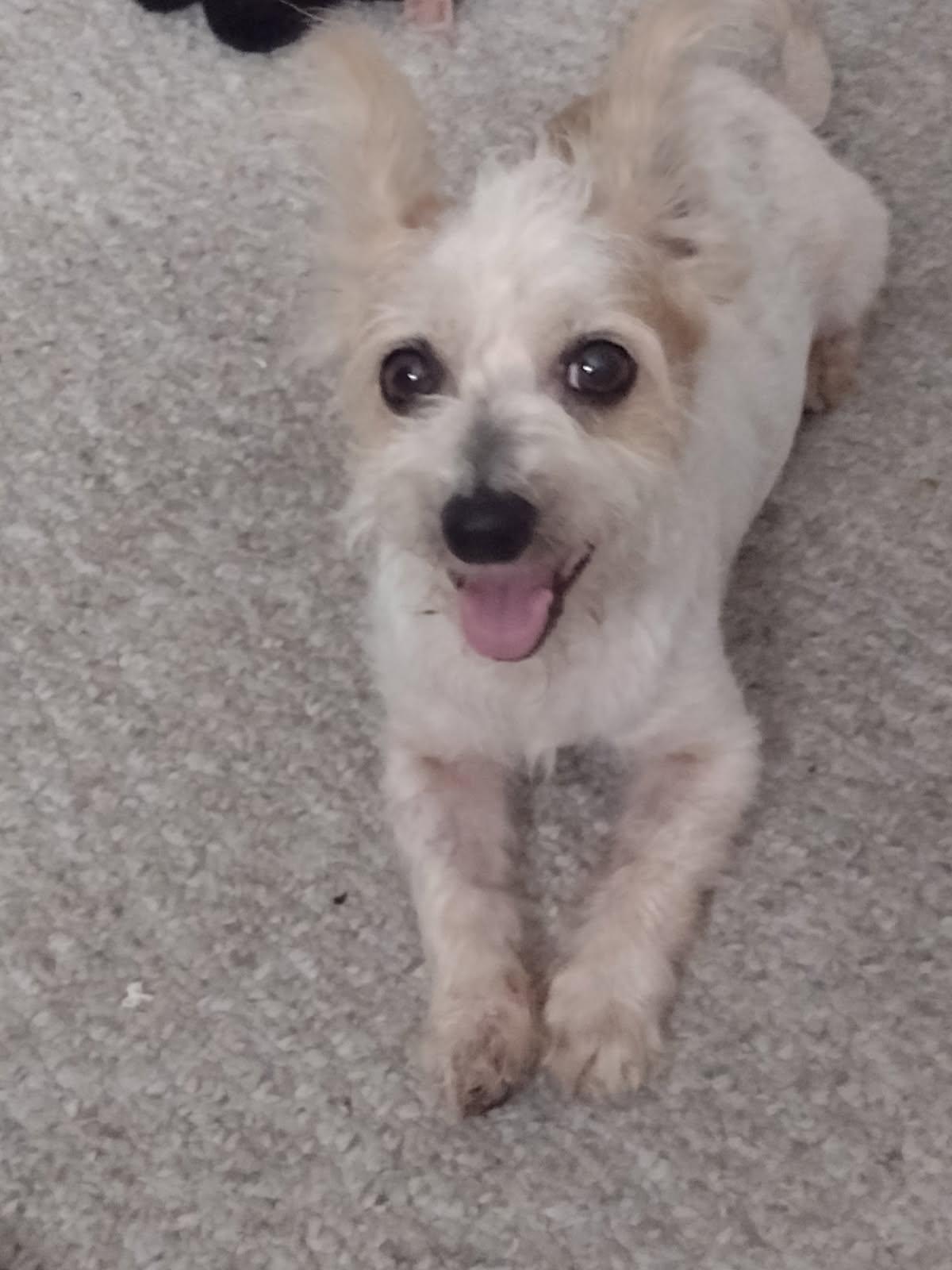 Enlarge Oakley, an adoptable mixed breed in Huntington Beach, CA image 3/3