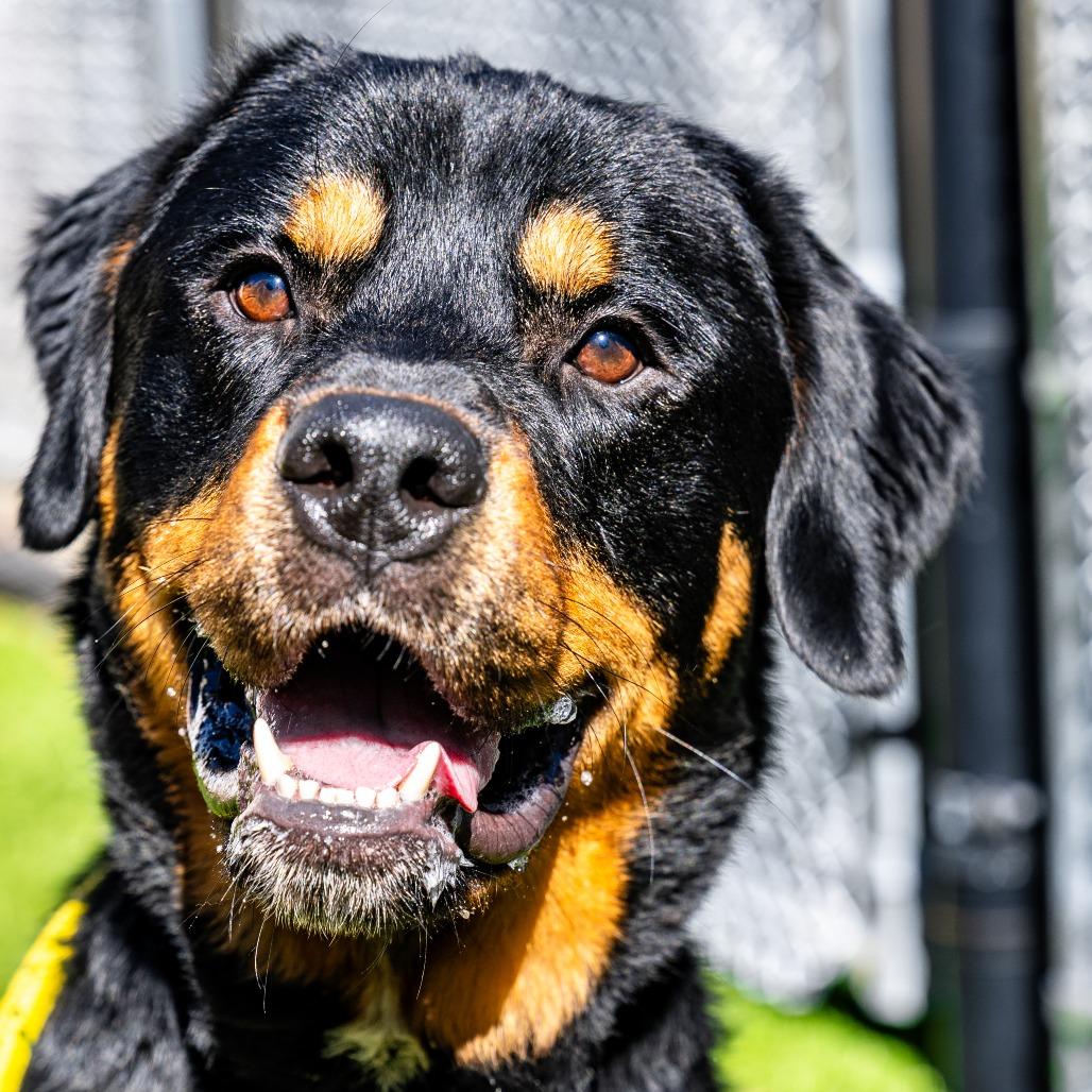 Deuce, Adoptable, Adult Male Greater Swiss Mountain Dog & Mixed Breed.