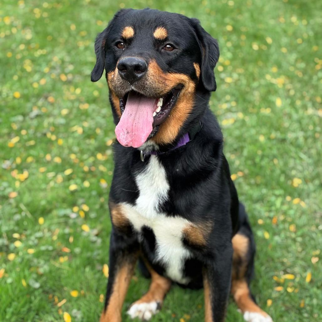 Enlarge Deuce, a Adoptable mixed breed in Naperville, IL image 2/6