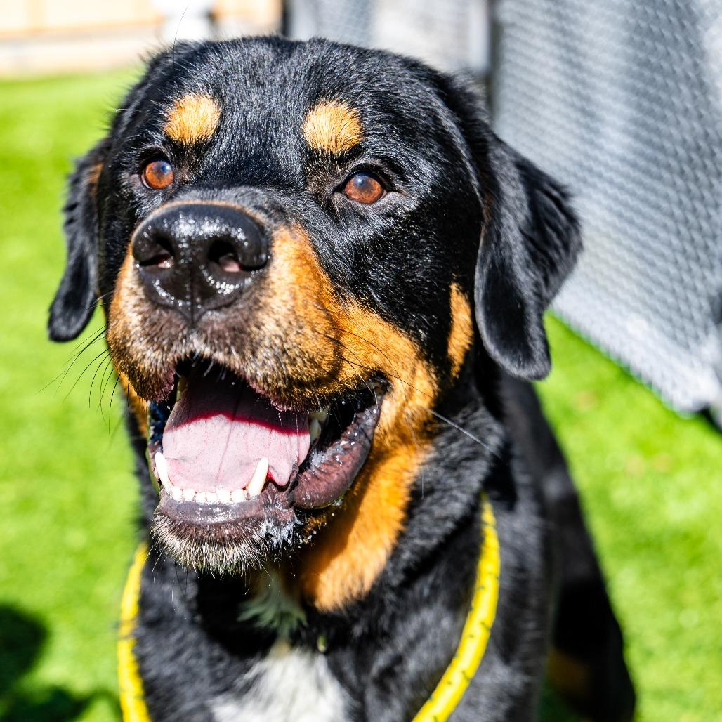 Enlarge Deuce, a Adoptable mixed breed in Naperville, IL image 3/6