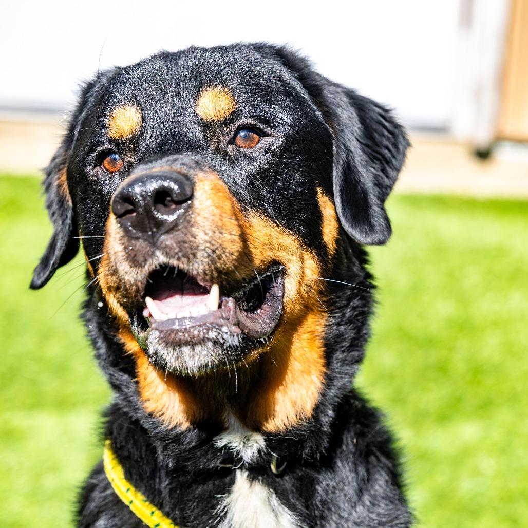 Enlarge Deuce, a Adoptable mixed breed in Naperville, IL image 4/6