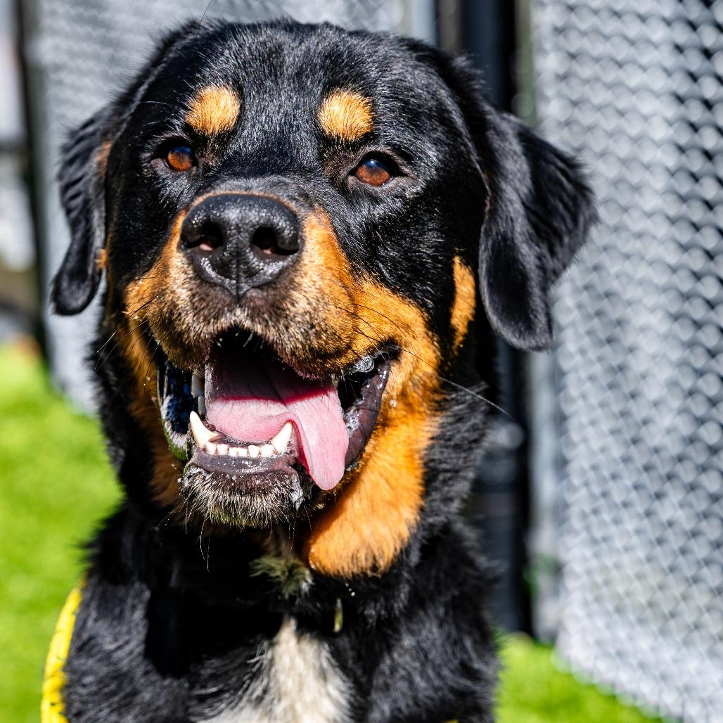 Enlarge Deuce, a Adoptable mixed breed in Naperville, IL image 5/6