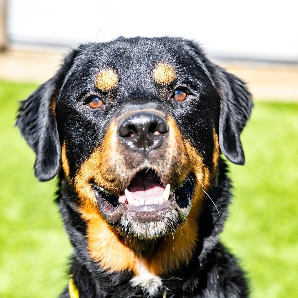 Enlarge Deuce, a Adoptable mixed breed in Naperville, IL image 6/6
