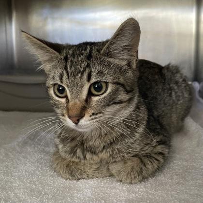 Enlarge Spice, a ADOPTABLE Domestic Short Hair in Flagstaff, AZ image 1/1