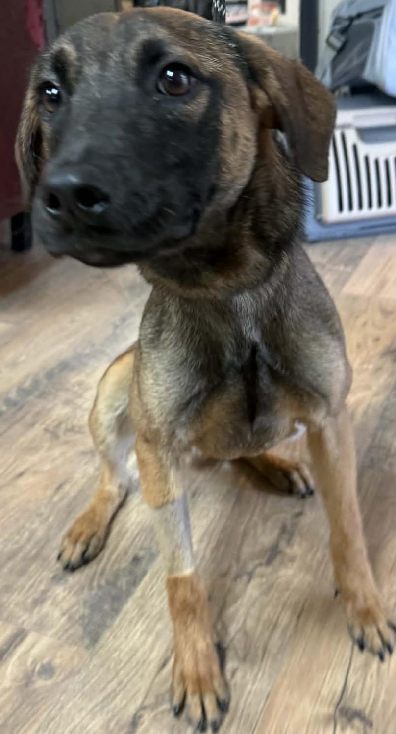 Enlarge Rudolph, a ADOPTABLE mixed breed in Baxter, KY image 1/1