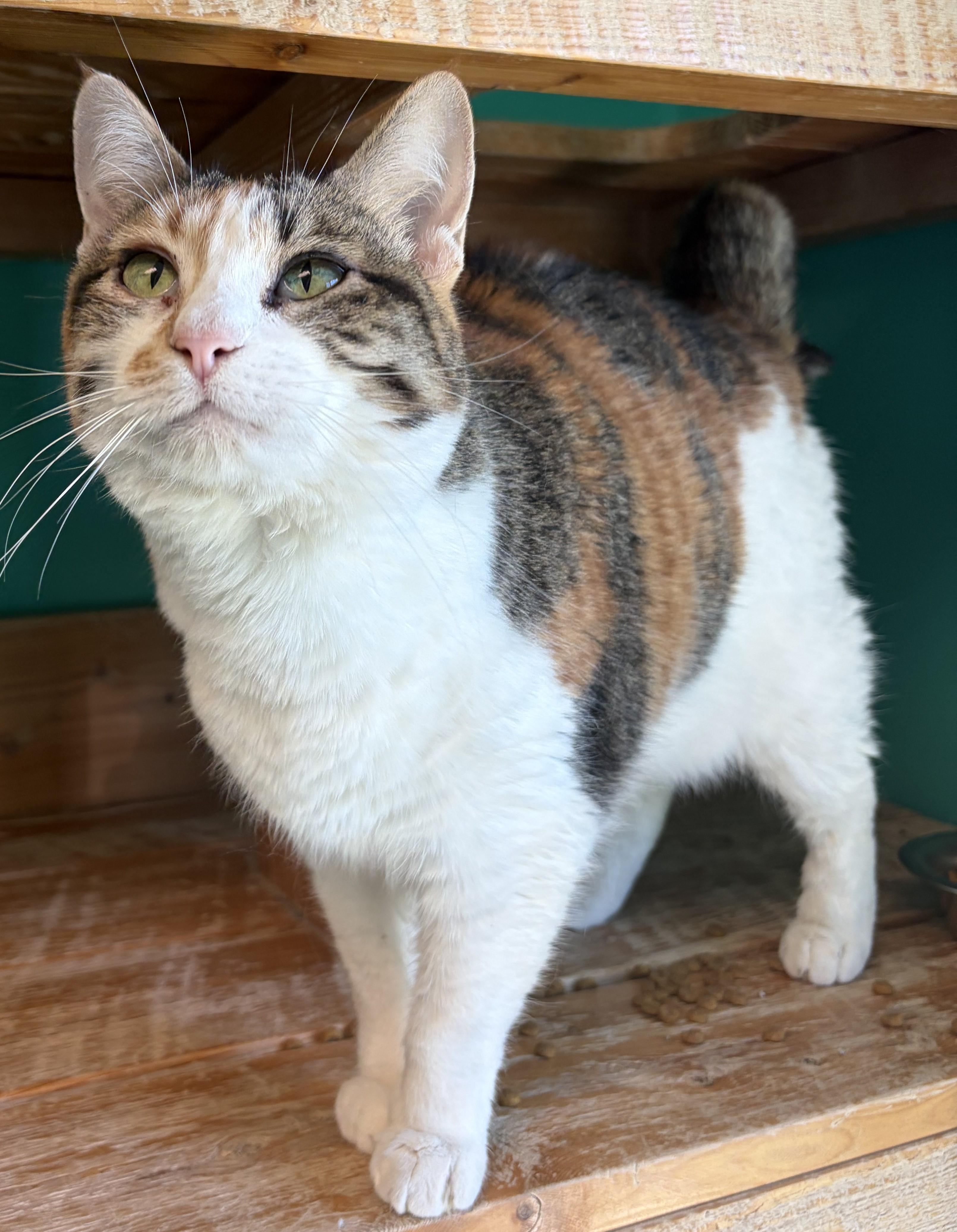 Burning Ember Lily, ADOPTABLE, Adult Female Domestic Short Hair.