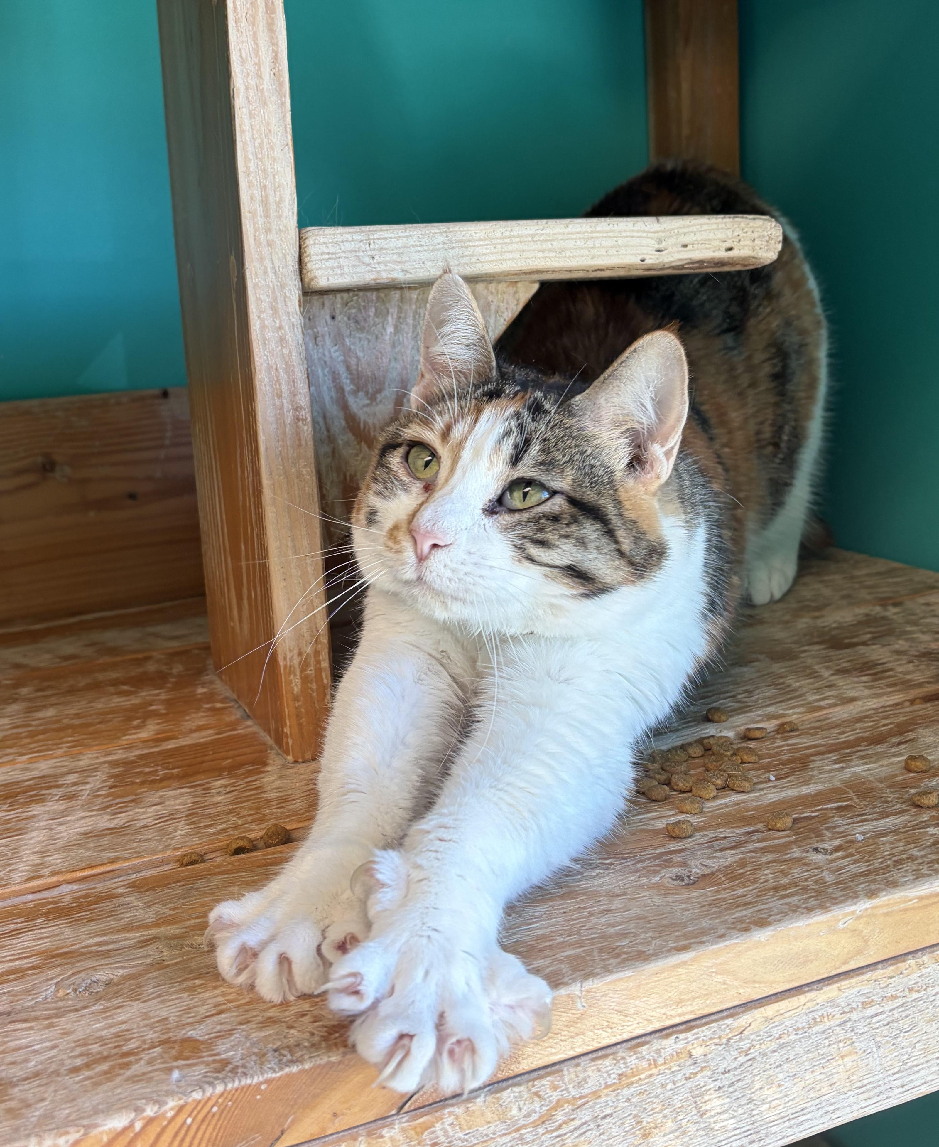 Enlarge Burning Ember Lily, a ADOPTABLE Domestic Short Hair in Brookings, SD image 2/2