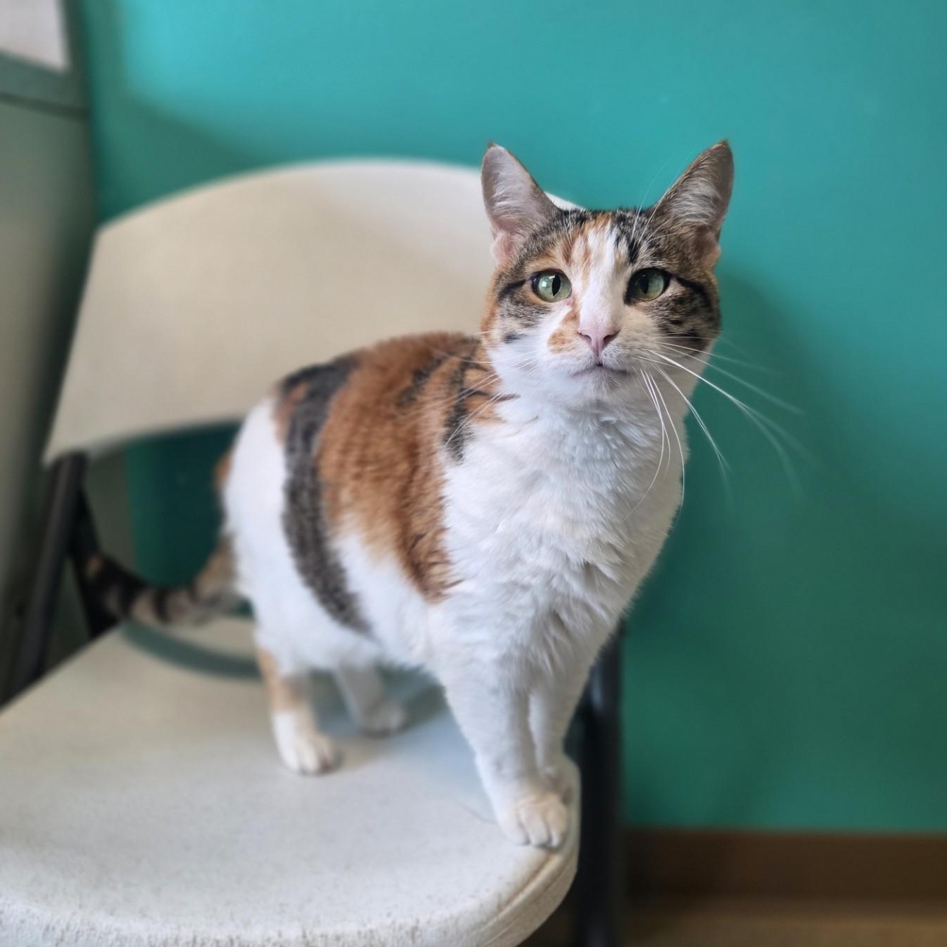 Burning Ember Lily, a ADOPTABLE Domestic Short Hair in Brookings, SD image 1/2