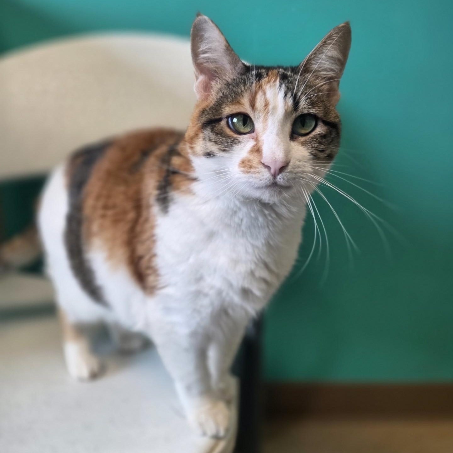 Burning Ember Lily, a ADOPTABLE Domestic Short Hair in Brookings, SD image 2/2