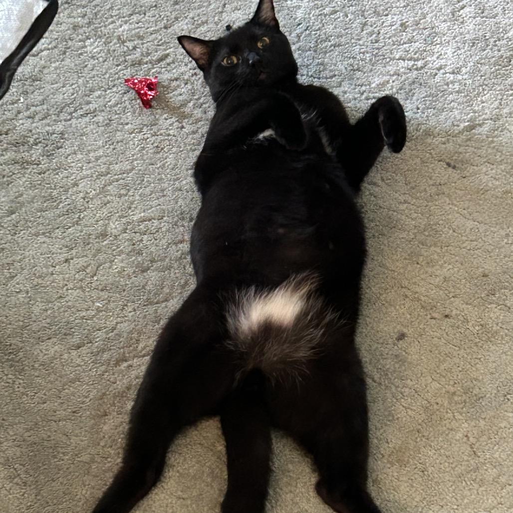 Slash - white chest, belly, Adoptable, Young Male Domestic Short Hair.