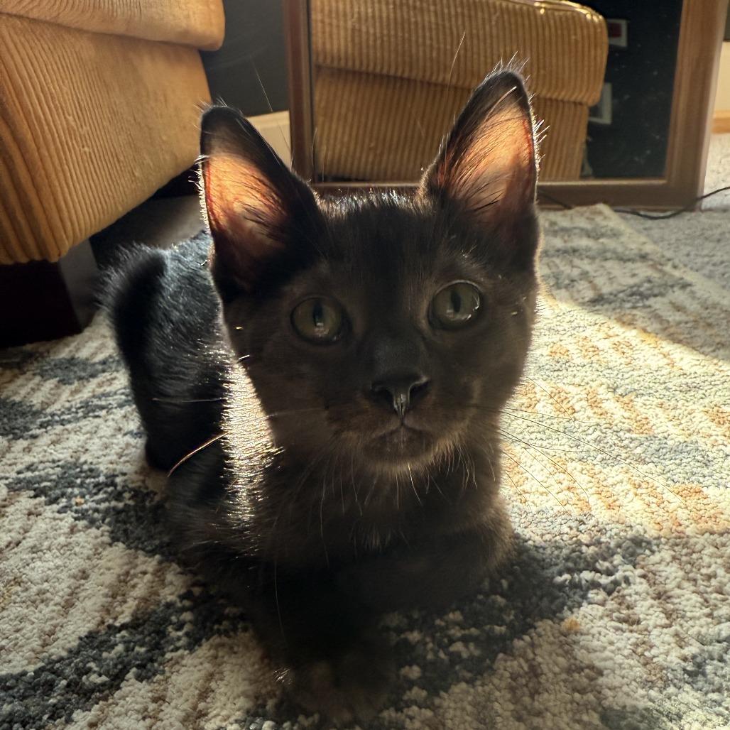 Slash - white chest, belly, Adoptable, Young Male Domestic Short Hair.