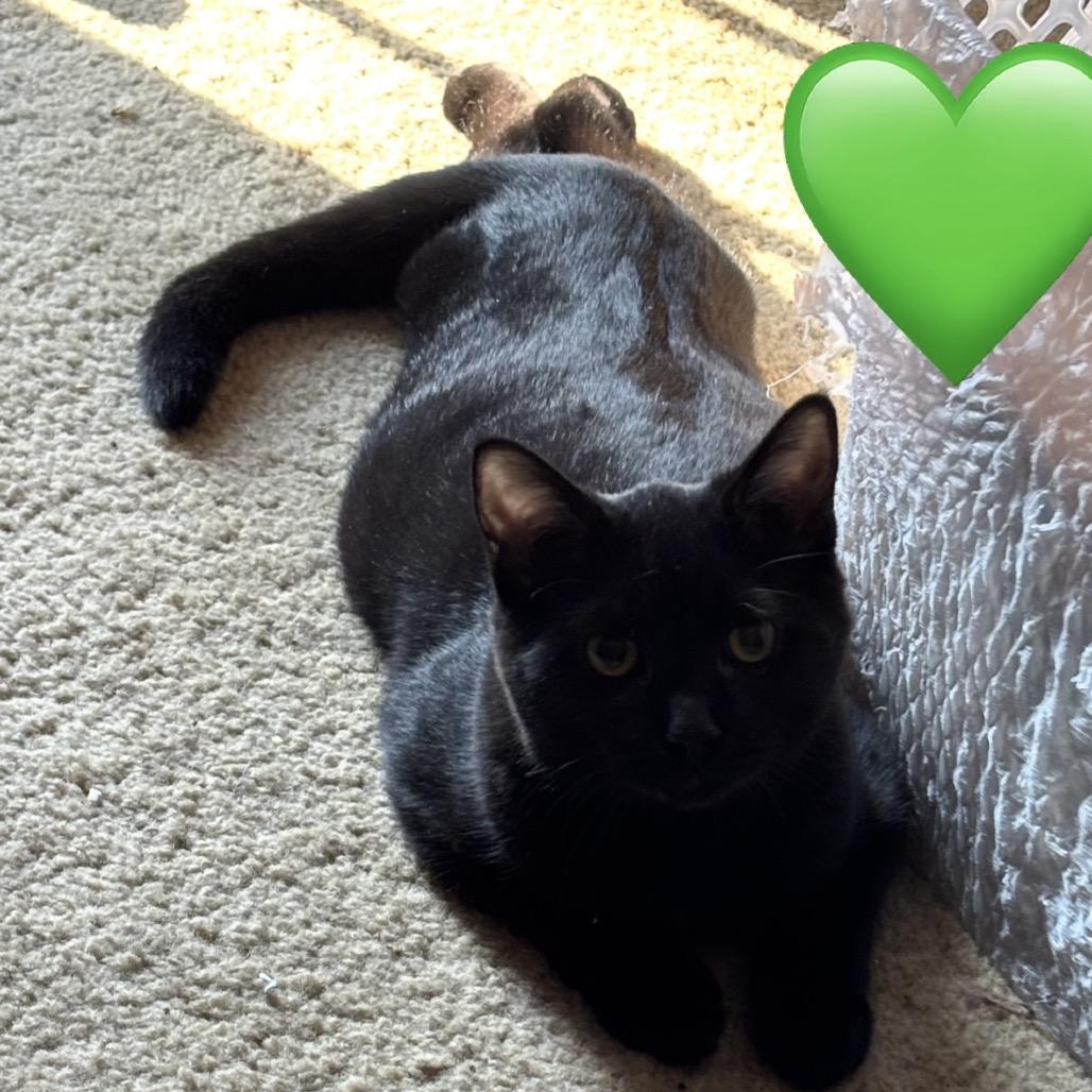 Enlarge Slash - white chest, belly, a Adoptable Domestic Short Hair in Greenfield, IN image 2/2