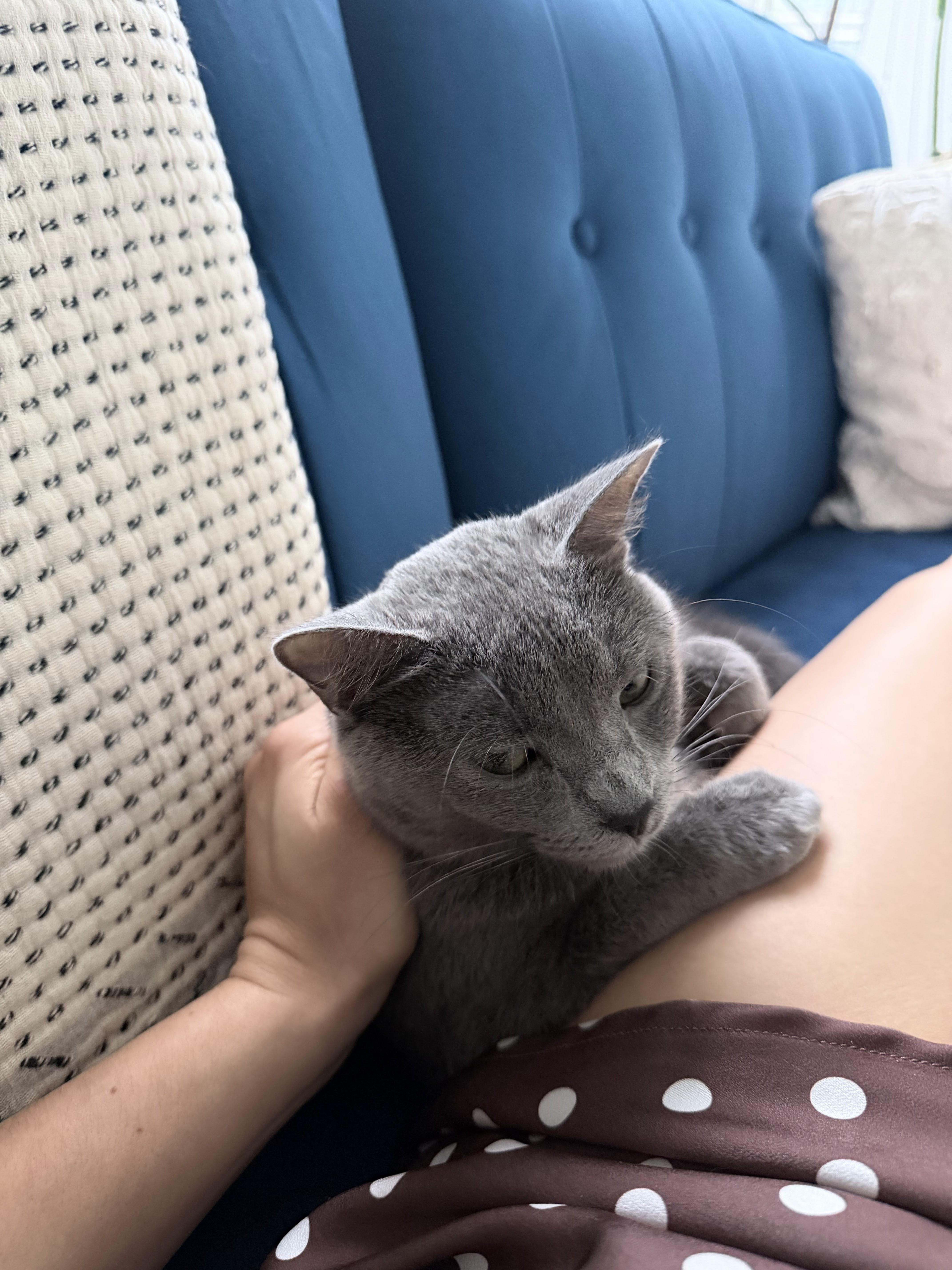 Enlarge Soapy, a ADOPTABLE Domestic Short Hair in brooklyn, NY image 6/6