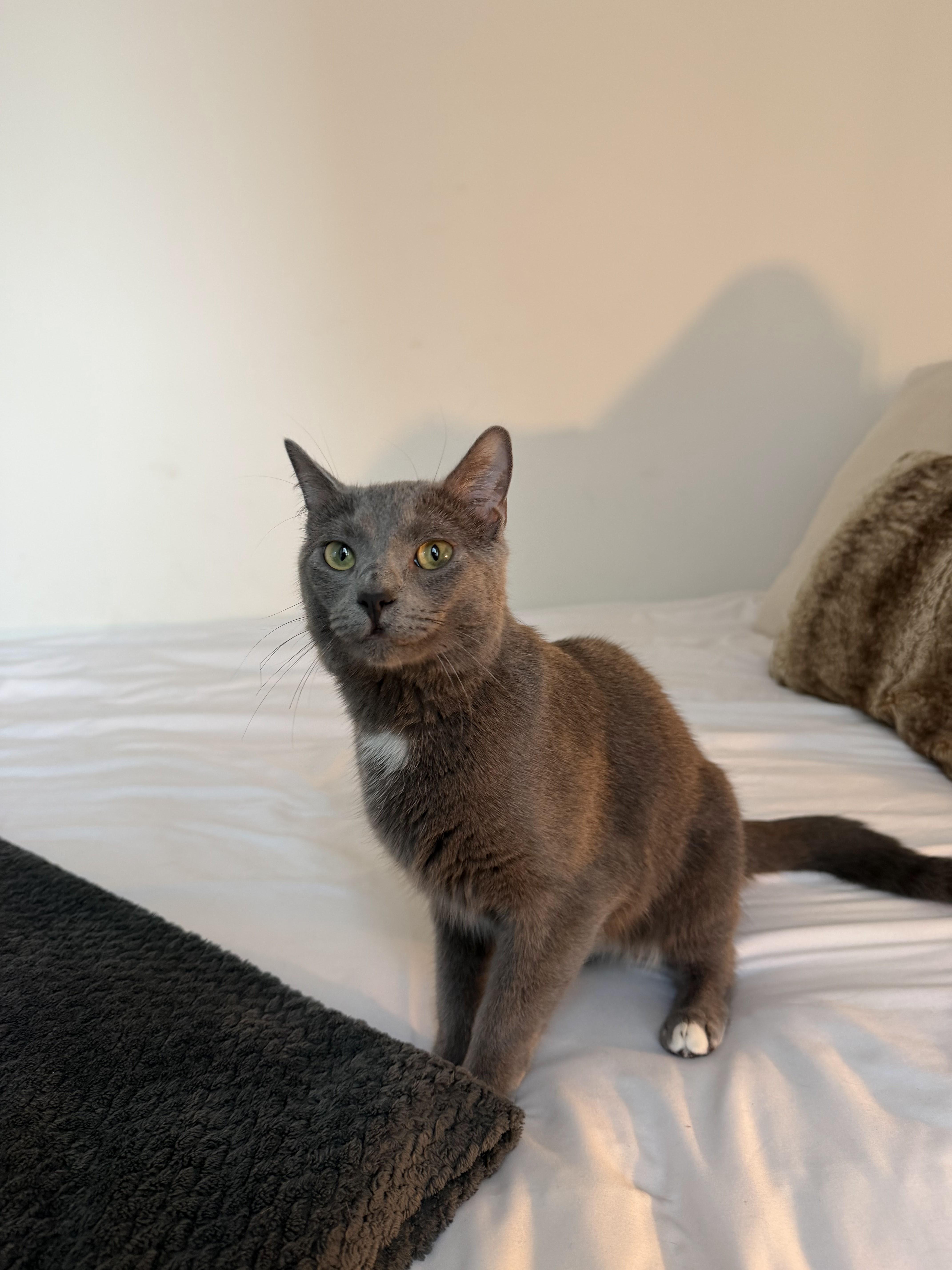 Enlarge Soapy, a ADOPTABLE Domestic Short Hair in brooklyn, NY image 4/6