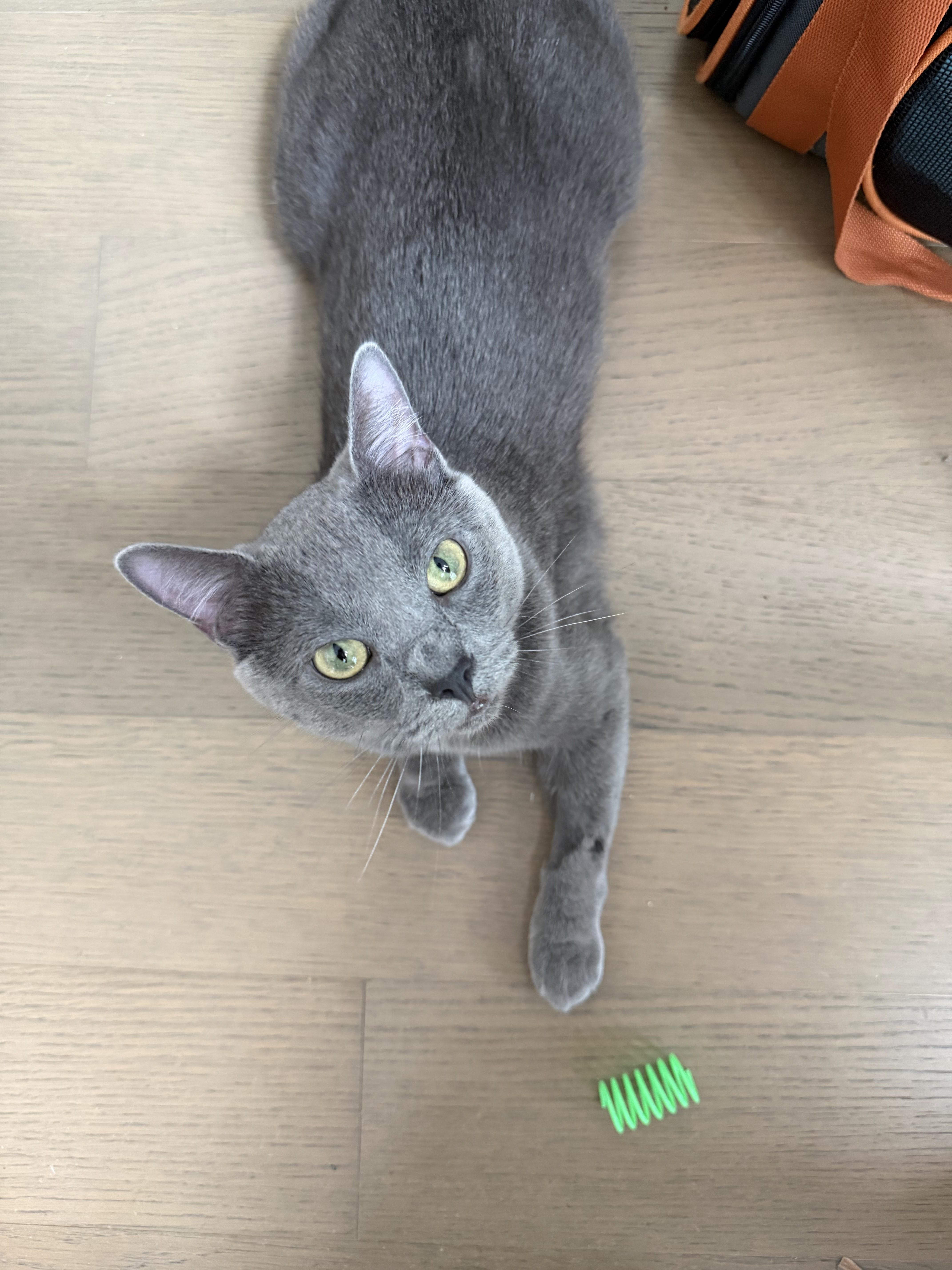 Enlarge Soapy, a ADOPTABLE Domestic Short Hair in brooklyn, NY image 1/6