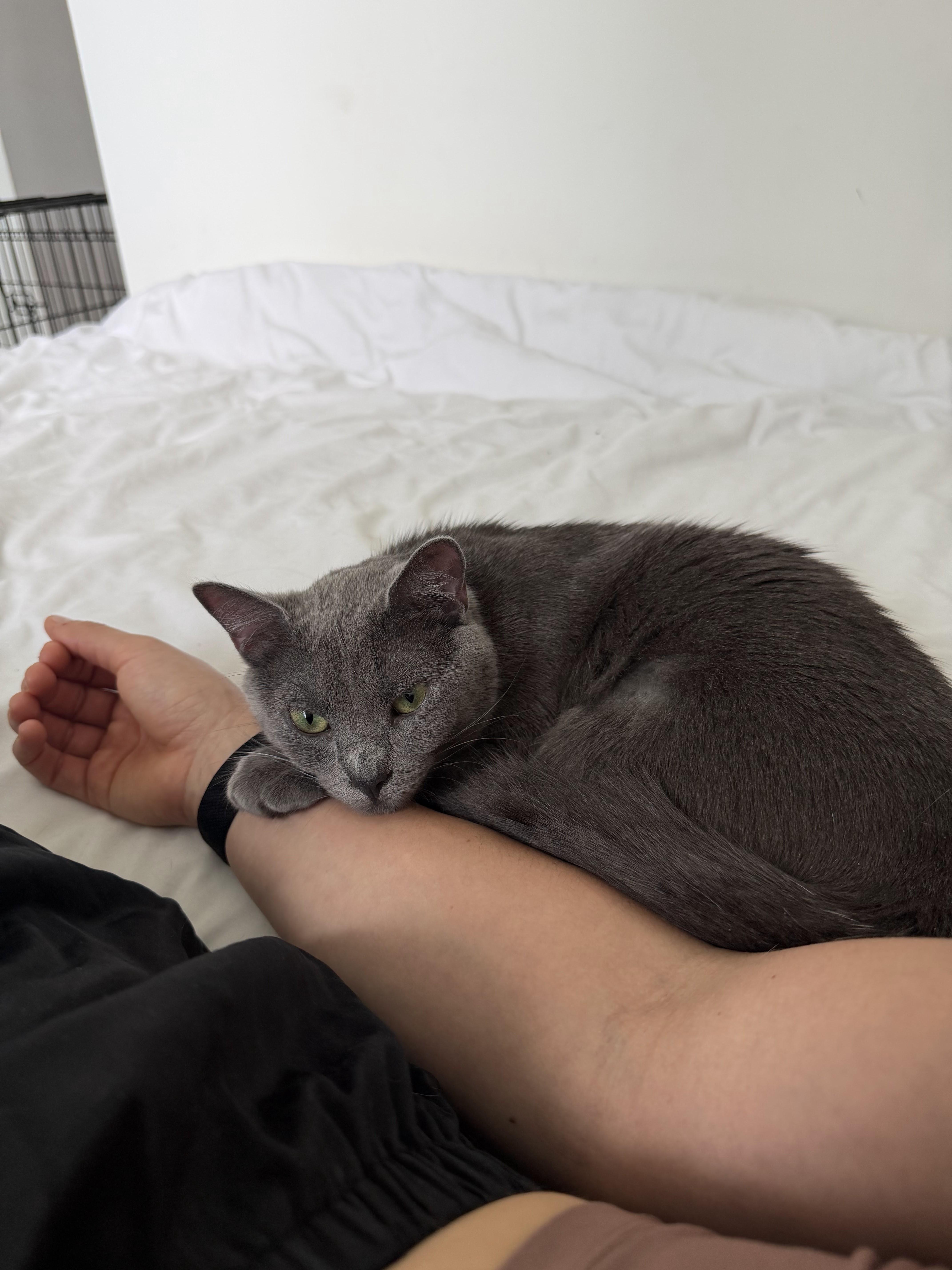 Enlarge Soapy, a ADOPTABLE Domestic Short Hair in brooklyn, NY image 5/6