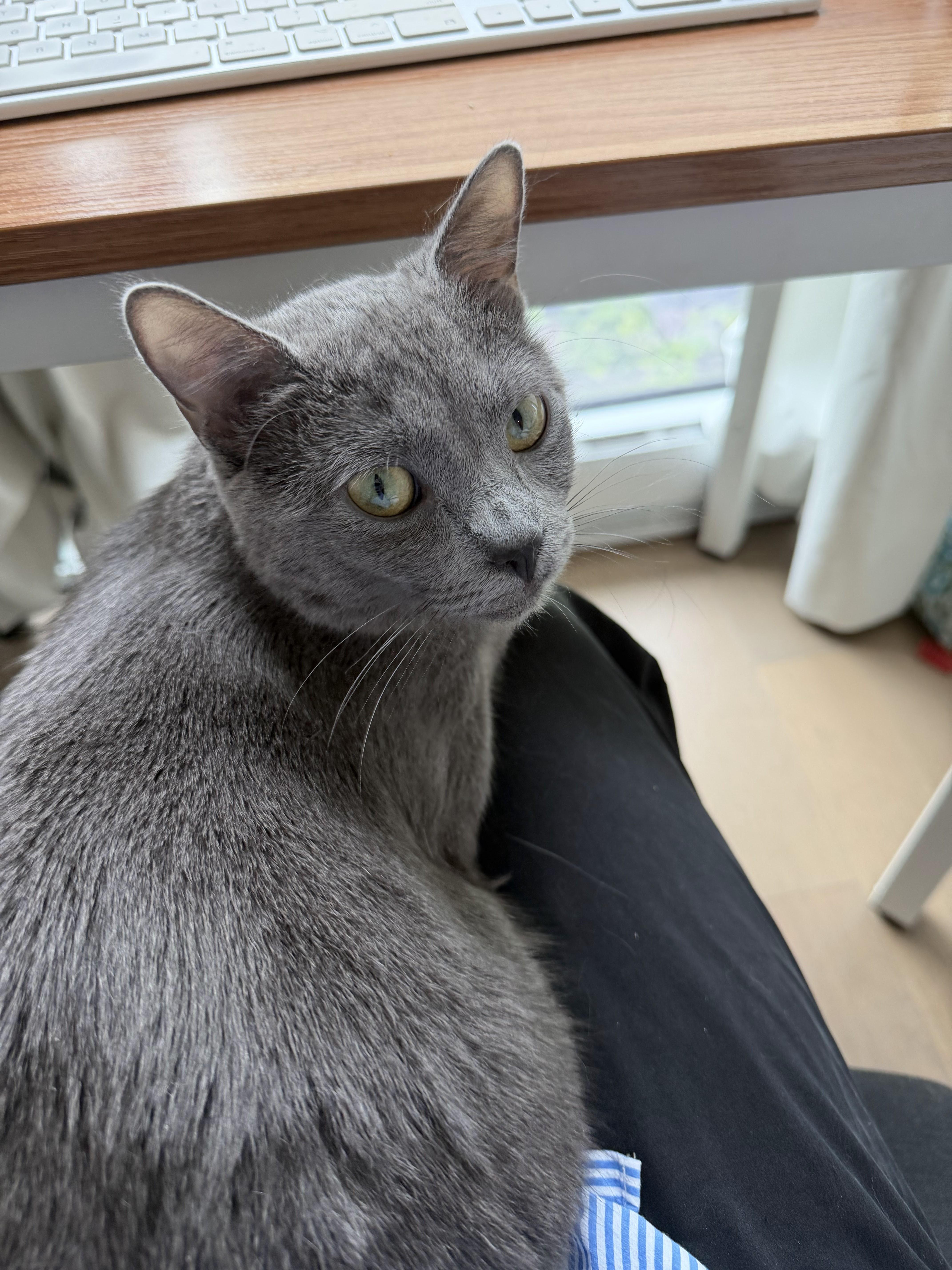 Enlarge Soapy, a ADOPTABLE Domestic Short Hair in brooklyn, NY image 3/6