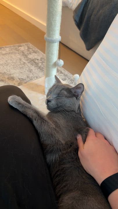 Enlarge Soapy, a ADOPTABLE Domestic Short Hair in brooklyn, NY video 2/6