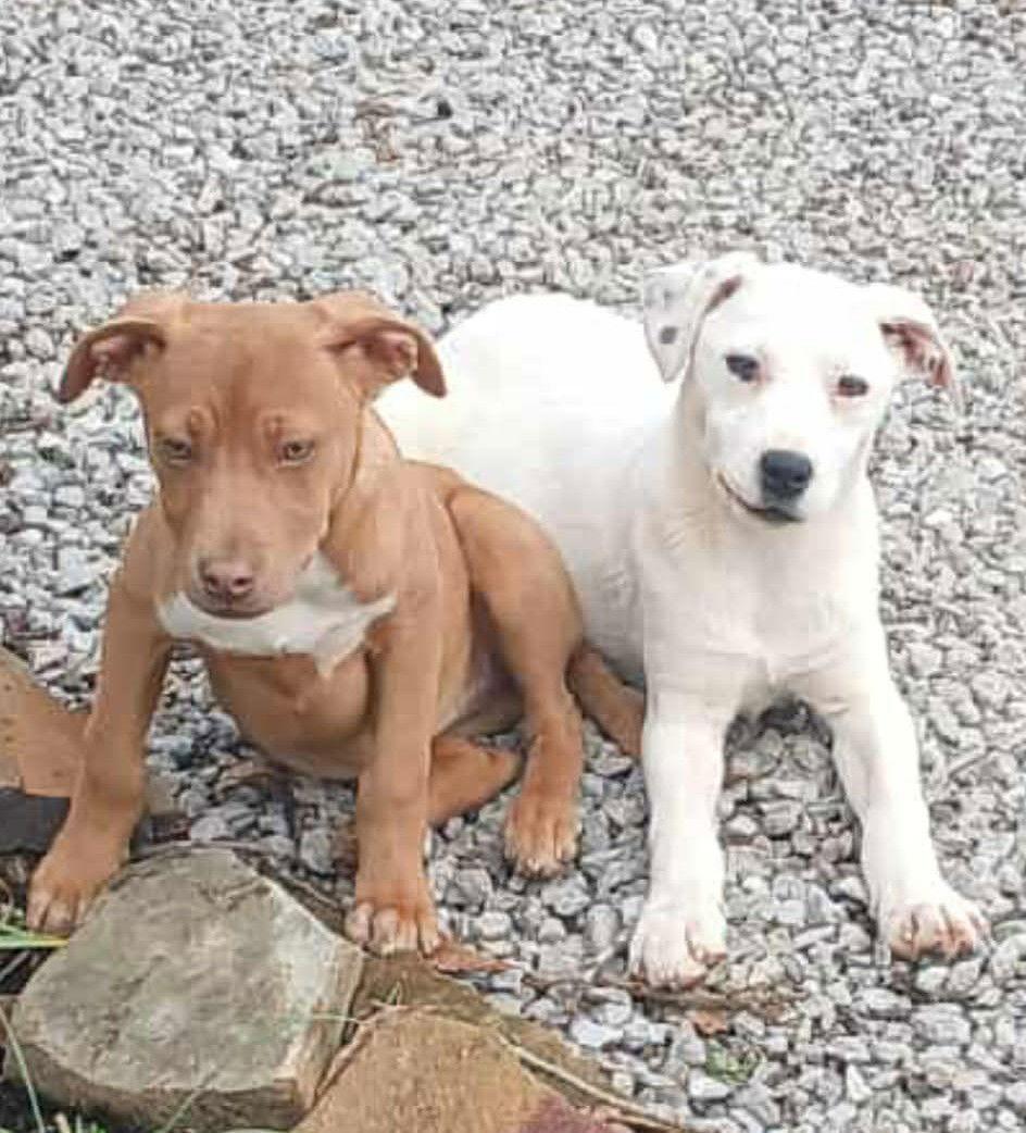 Enlarge Patty, a Adoptable Pit Bull Terrier in Hillsboro, NH image 1/2