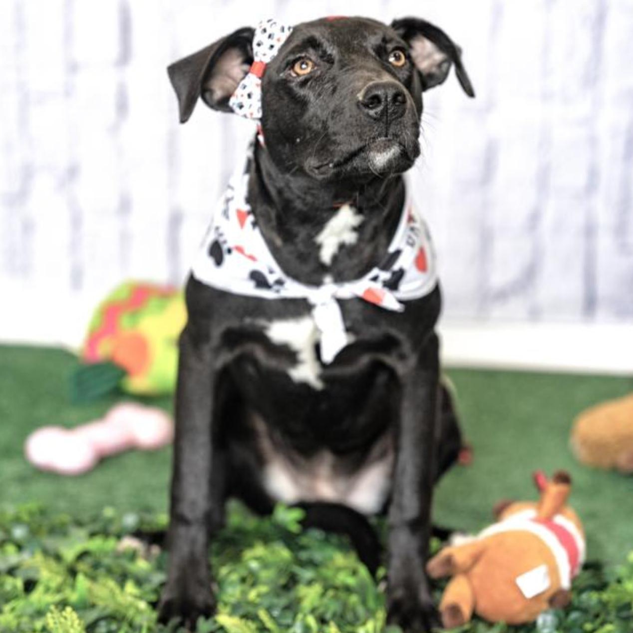 Macarena — thumbnail 2