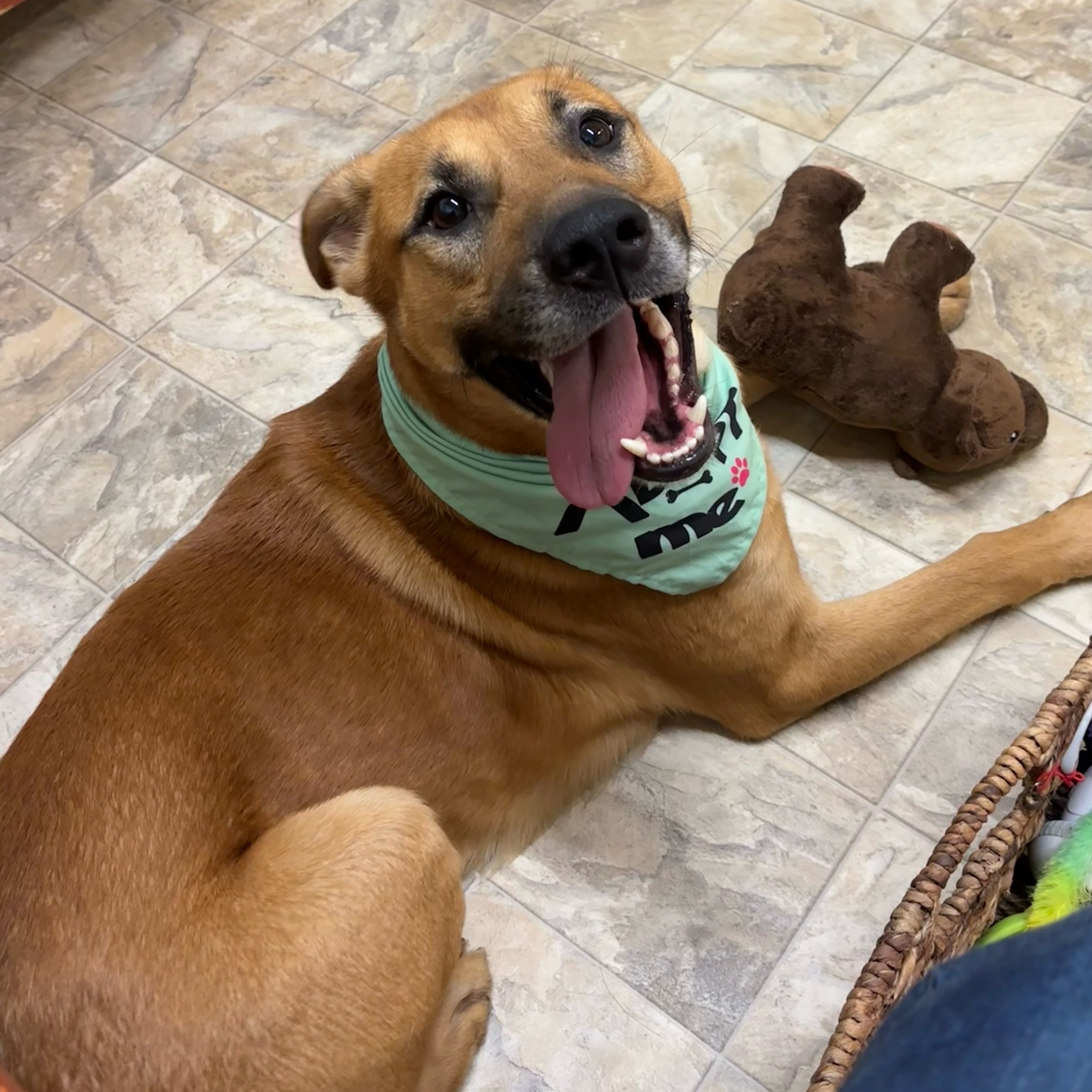 Dog for adoption Hulk, a Labrador Retriever Mix in Pilot Point, TX Petfinder