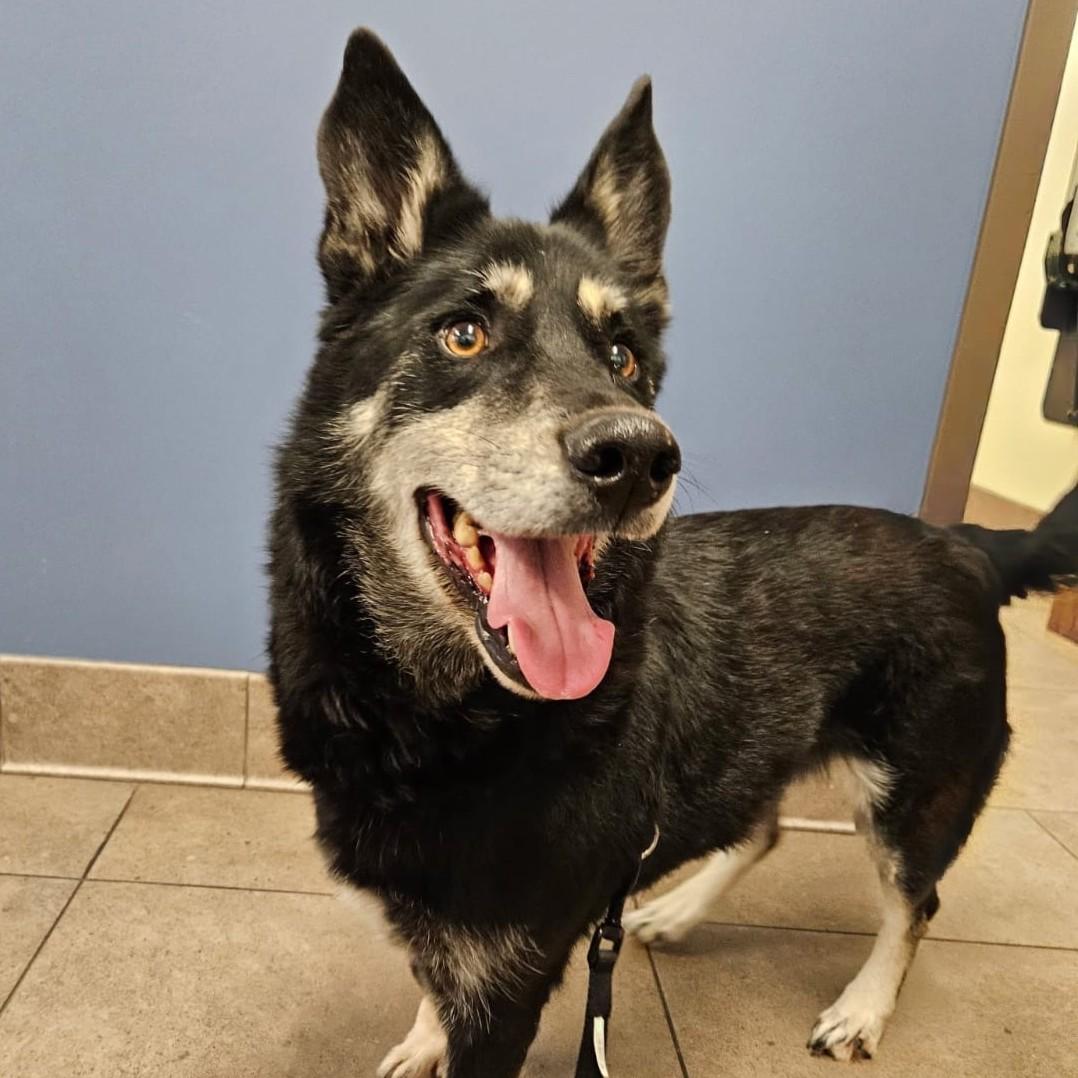 Enlarge Thunder, a ADOPTABLE mixed breed in Shawnee, KS image 1/1