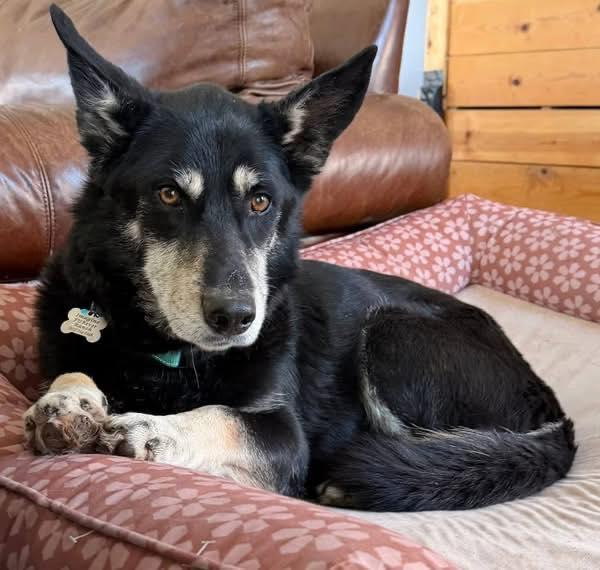 Enlarge Thunder, a ADOPTABLE mixed breed in Shawnee, KS image 2/2