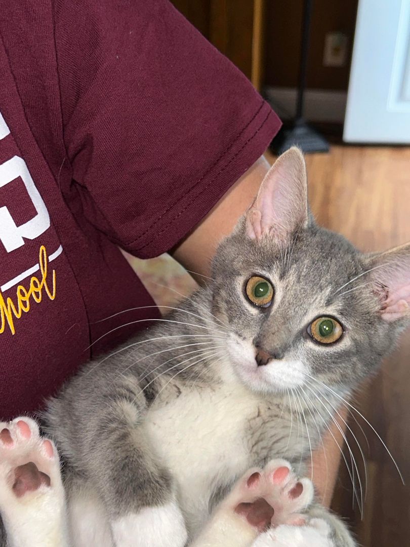 Skippy, Adopted, Kitten Male American Shorthair.